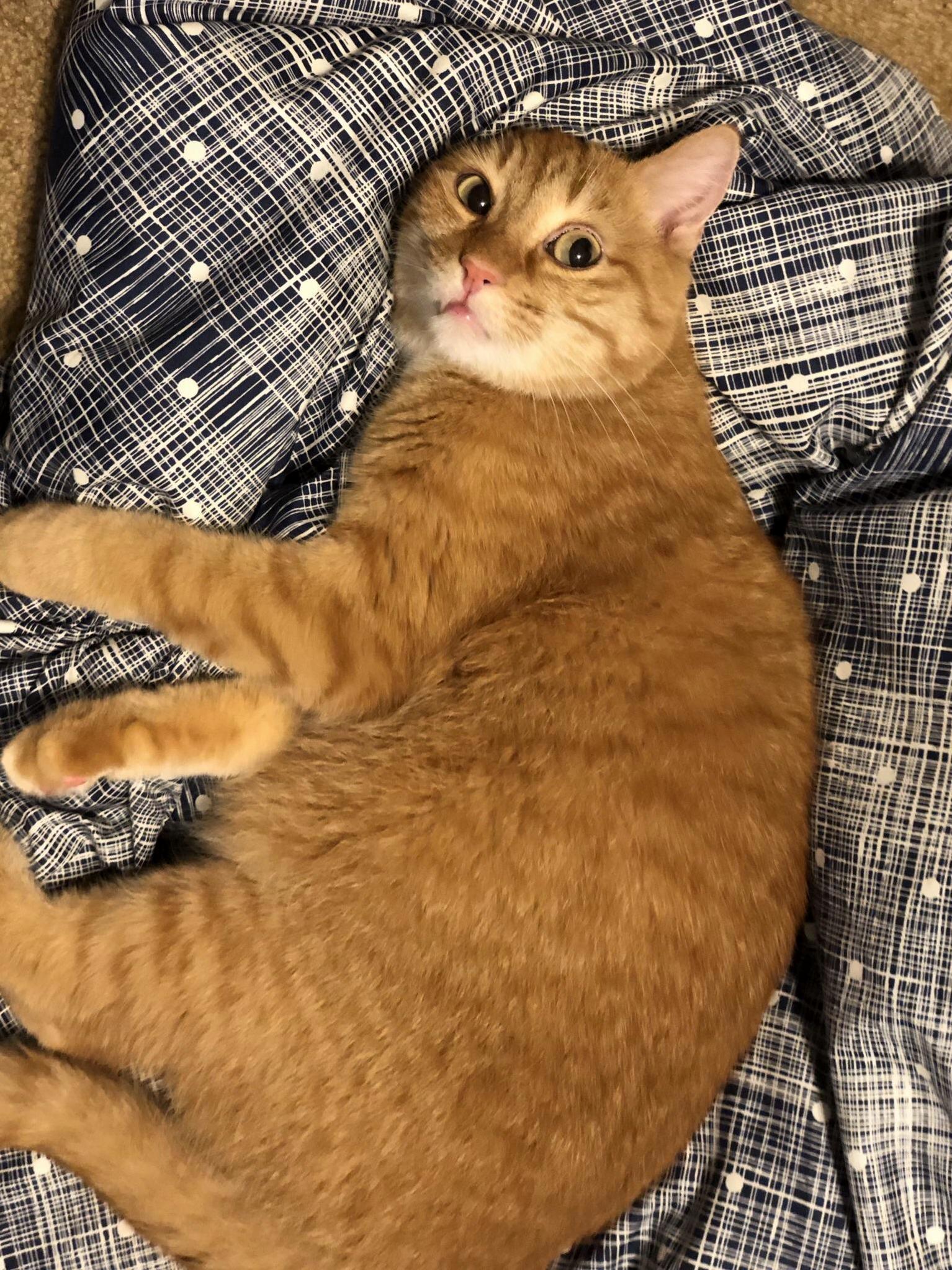 My Basil Boy