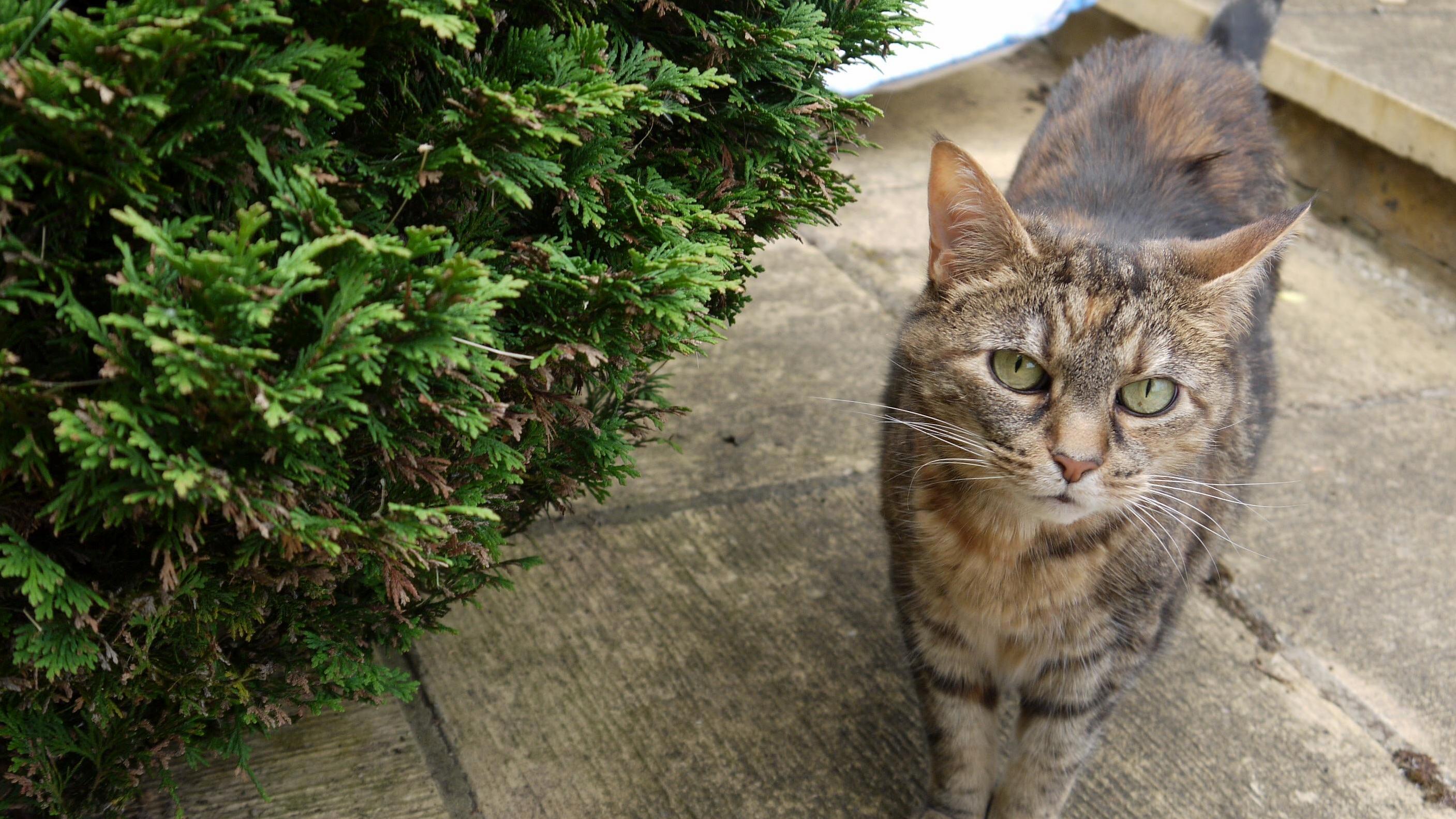 My Beautiful Gizmo (Gremlin). Shes Getting Old and Ill Now but Shes Still the Best