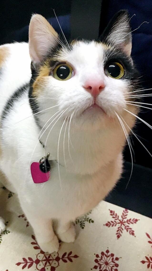 My Beautiful Ruby.