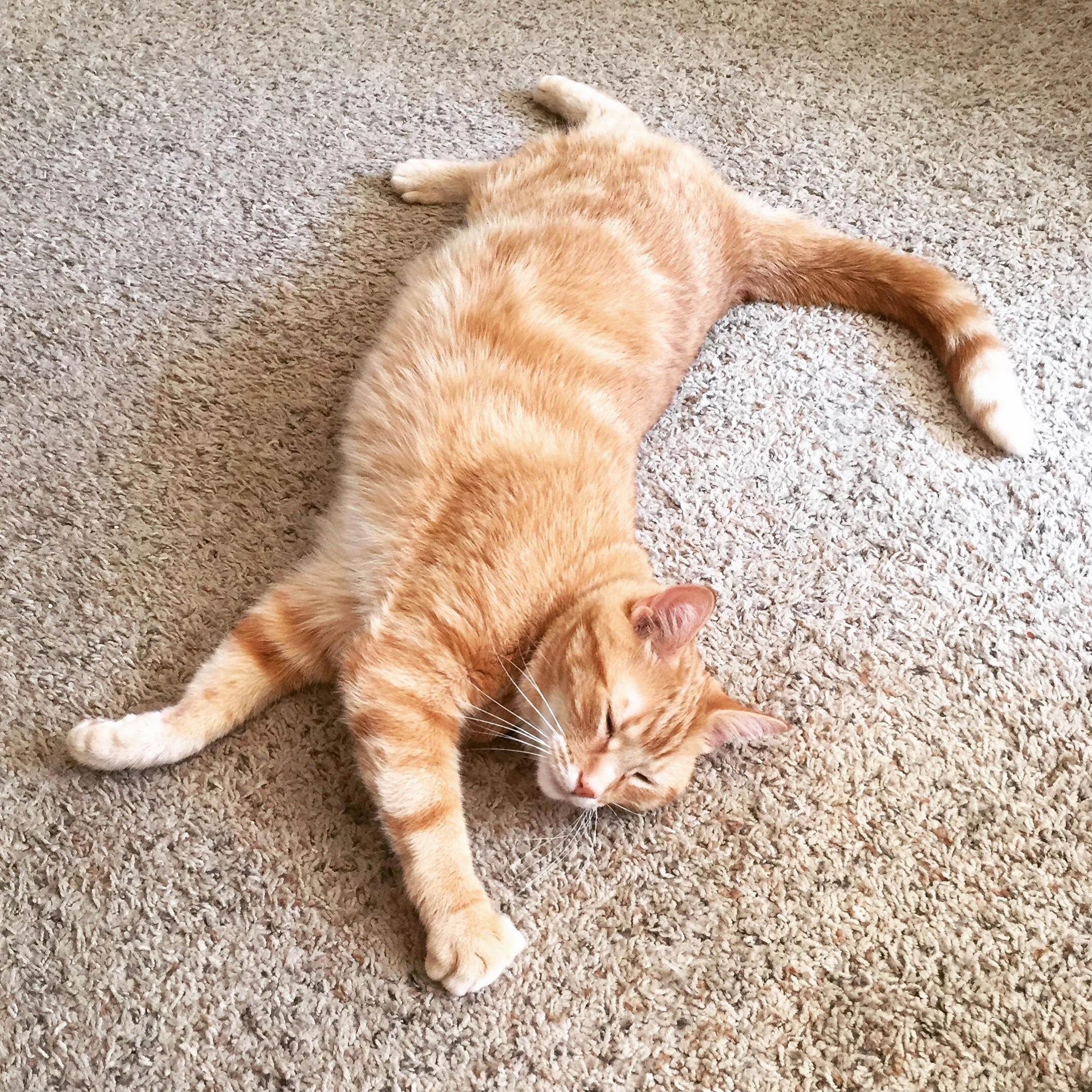My Best Friend Got Outside Last Night. Hes an Indoor Kitters and Its Currently Storming Out. Need Some Positive Vibes. Hoping for a Safe Return.