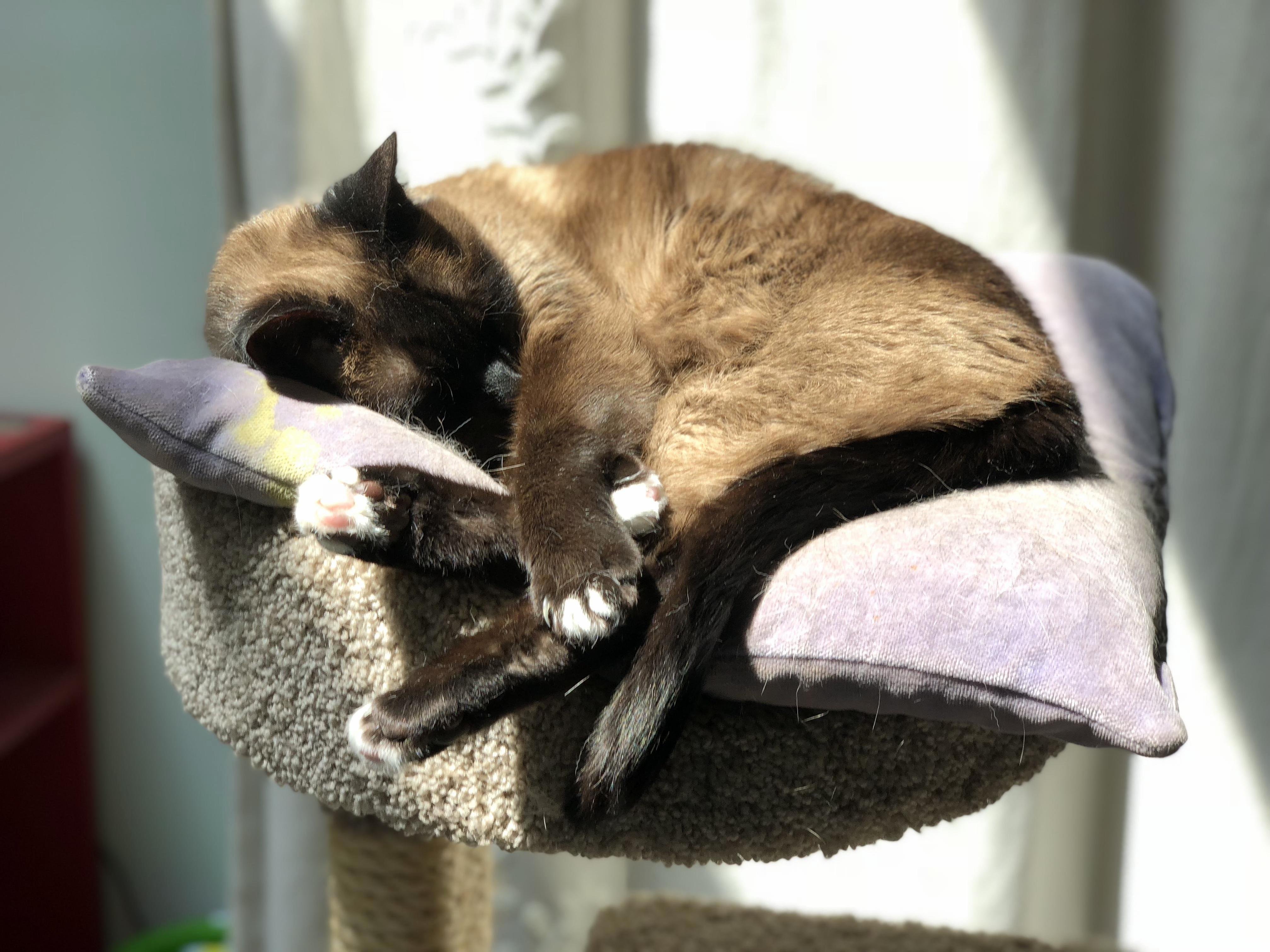 My Best Little Siamese Friend Soaking Up the Sun in Her Favorite Spot