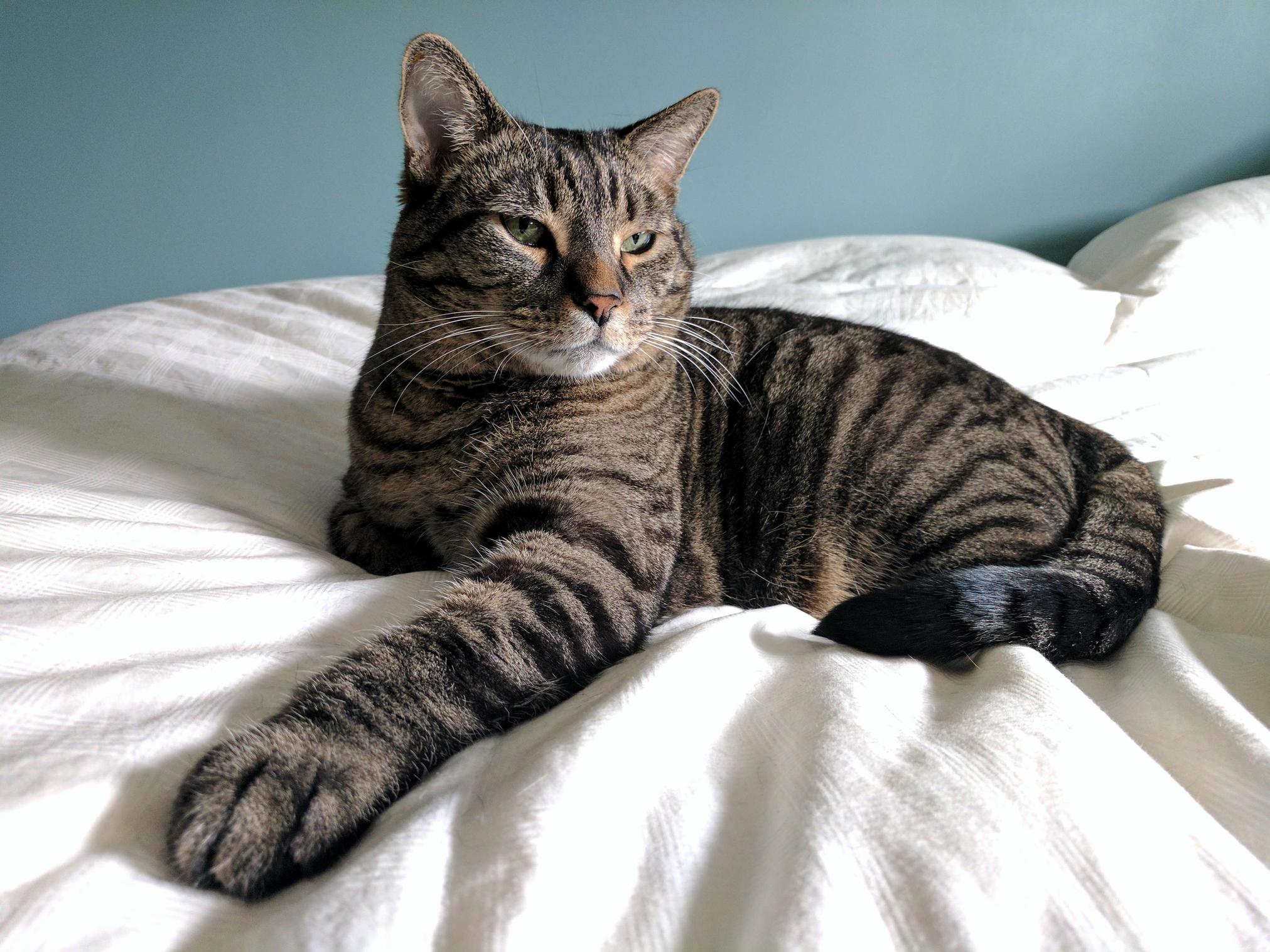 My Big Boy Turns 8 Next Week. Brought Him Home at 8 Weeks Old. Man, Time Has Flown!