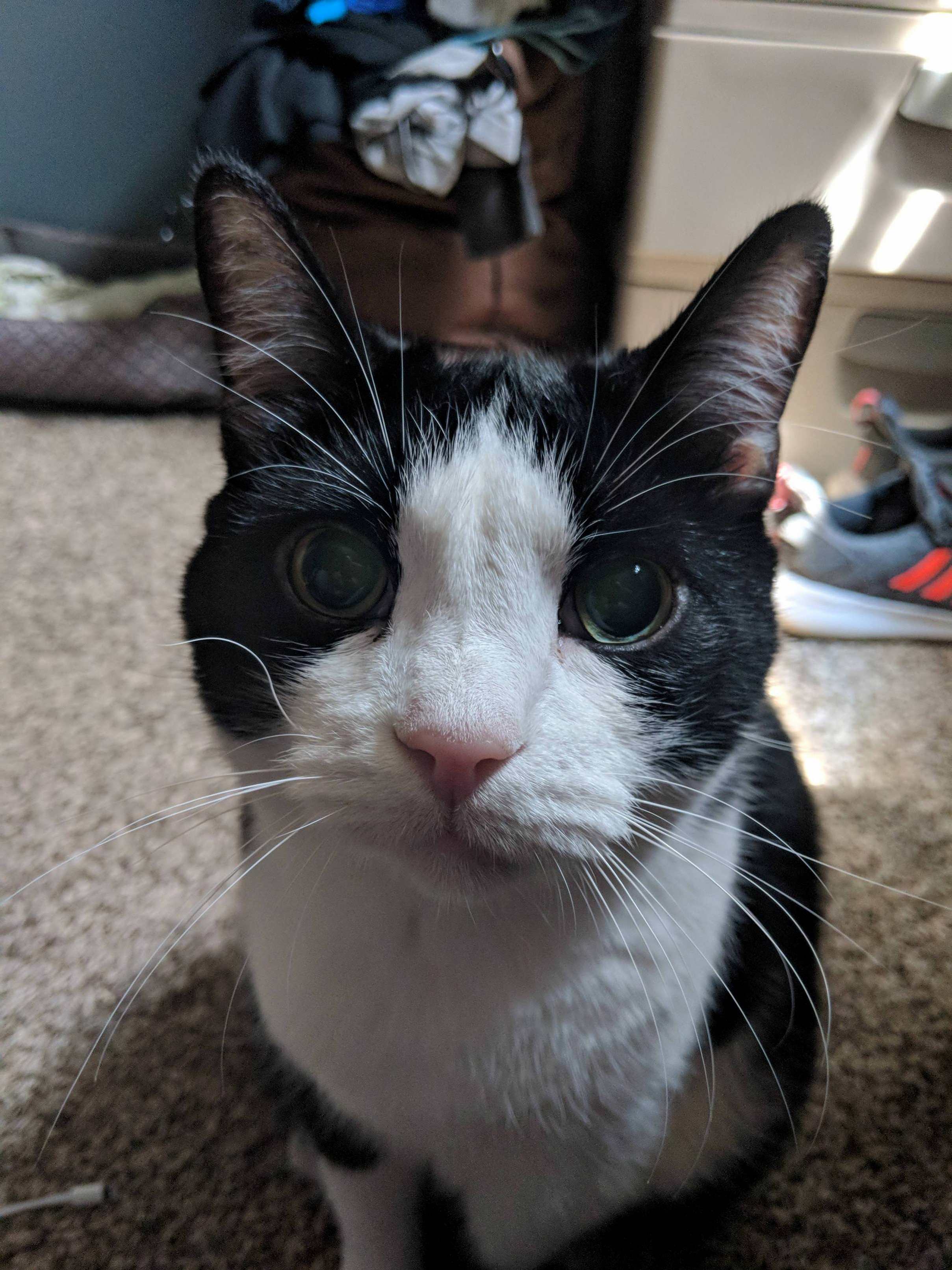 My Blind Old Man Chicken