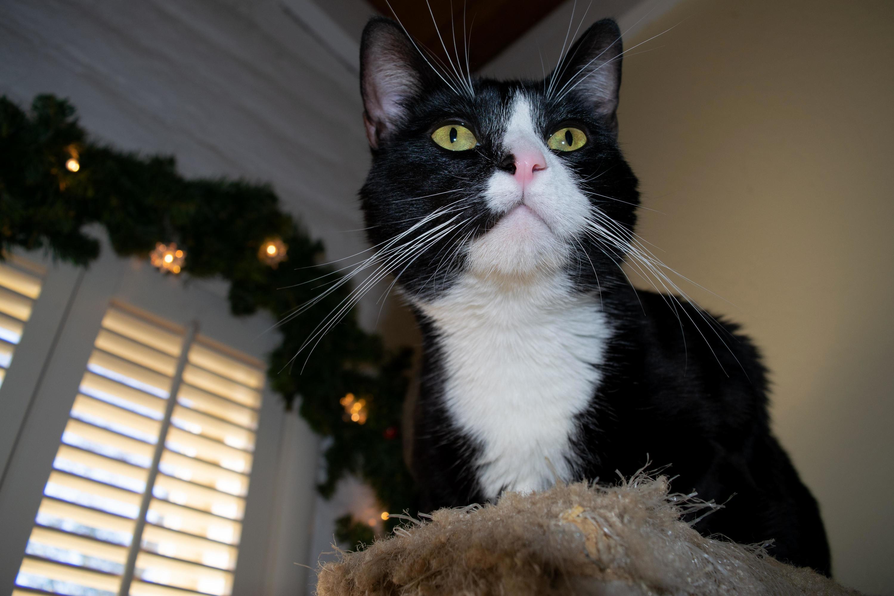 My Boo on Her Perch