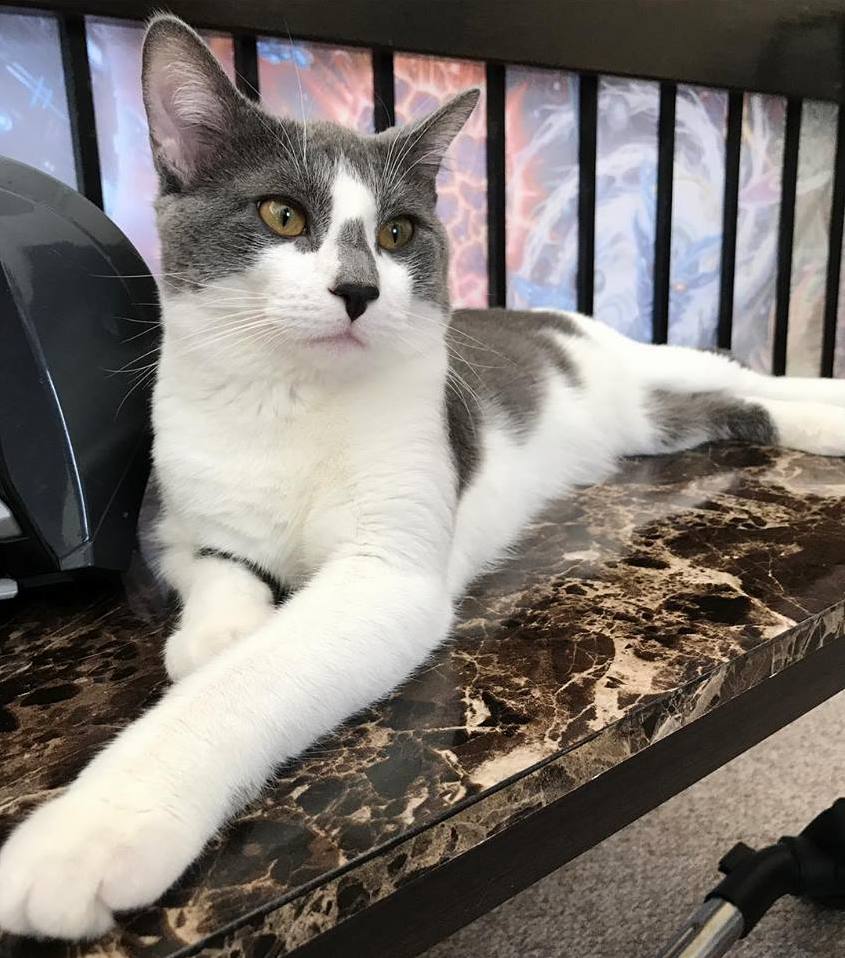 My Boy Gandalf
