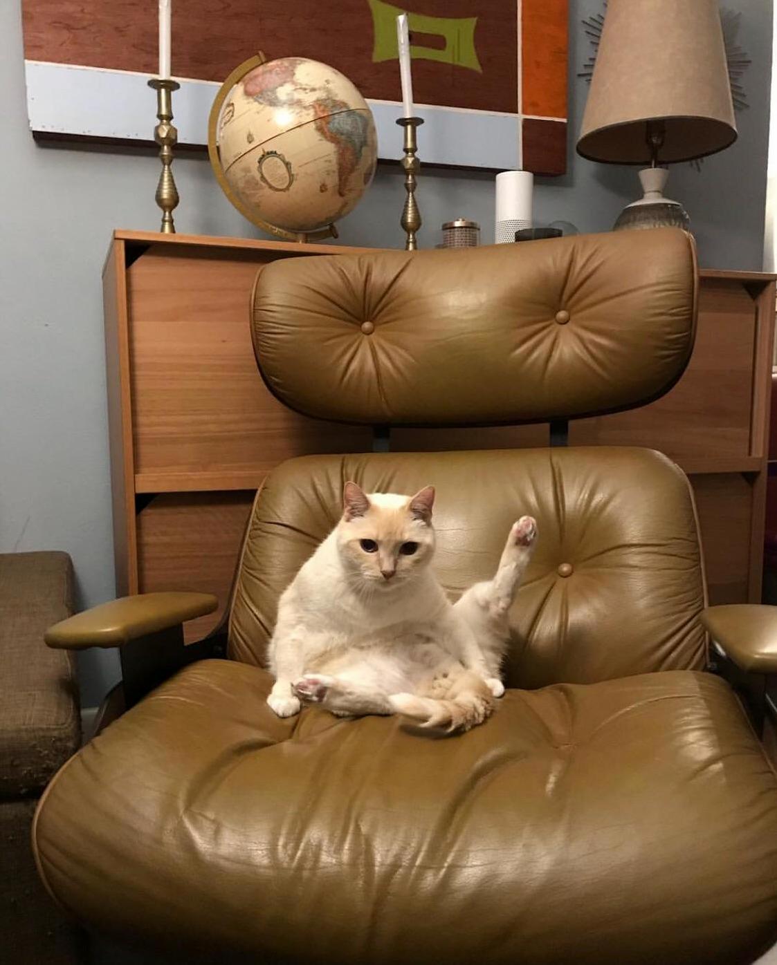 My Boy Mallow Keeping It Classy.