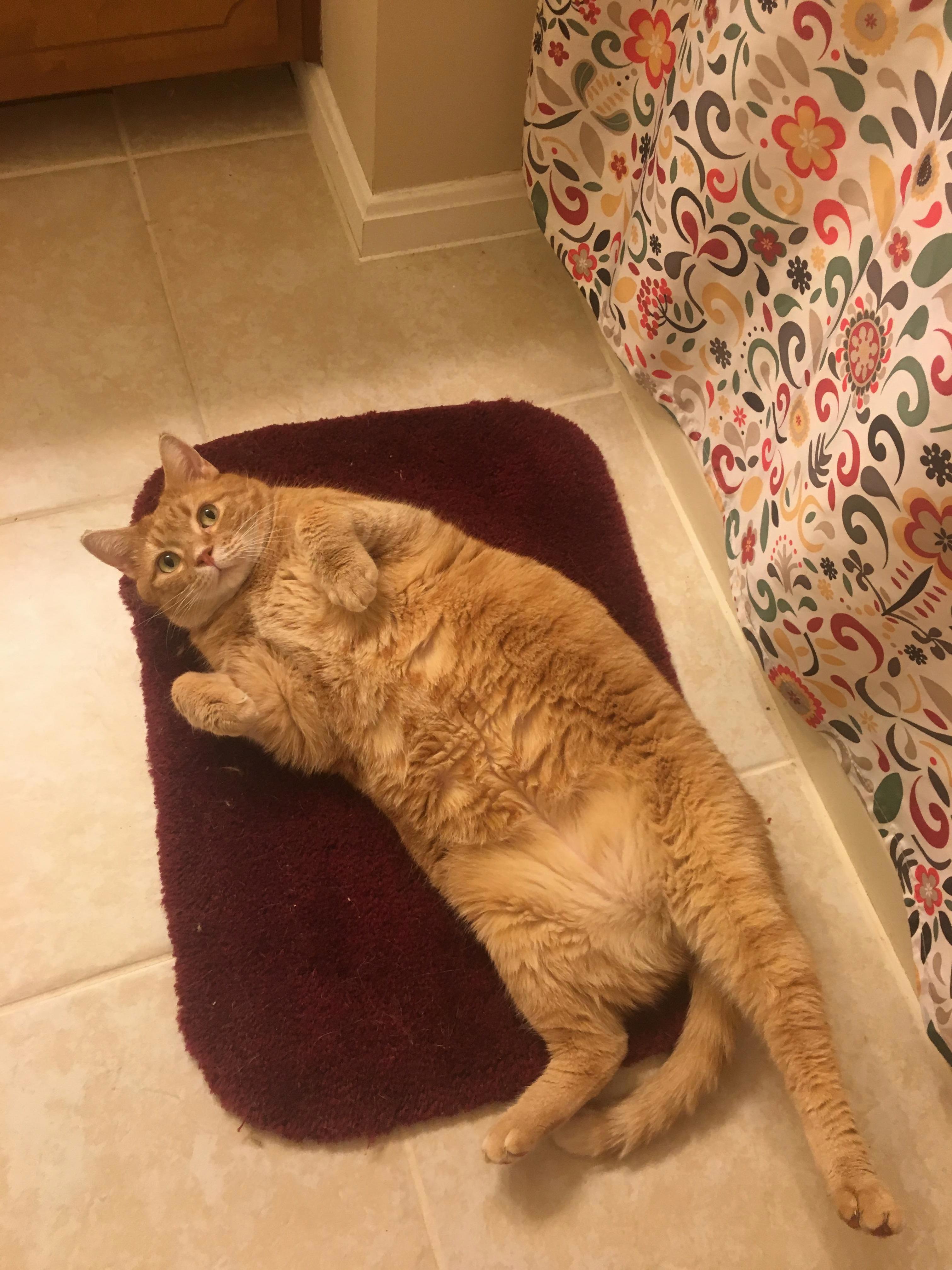 My Boyfriend & I Got to Cat-sit This Cutie Last Weekend. Everyone Meet Hank.