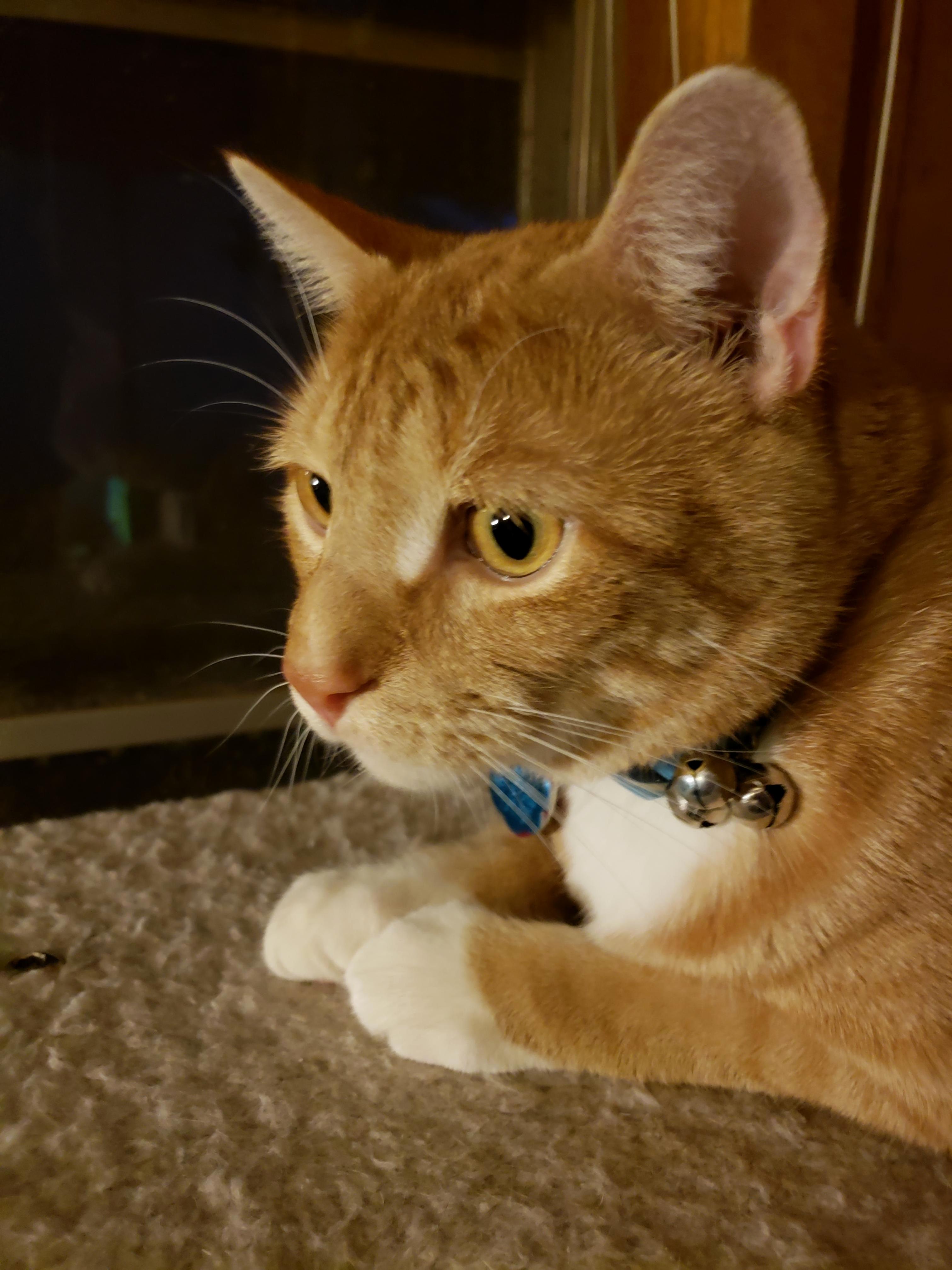 My Buddy Being Cute Tonight. His Name Is Pixel and Is About to Turn 2!