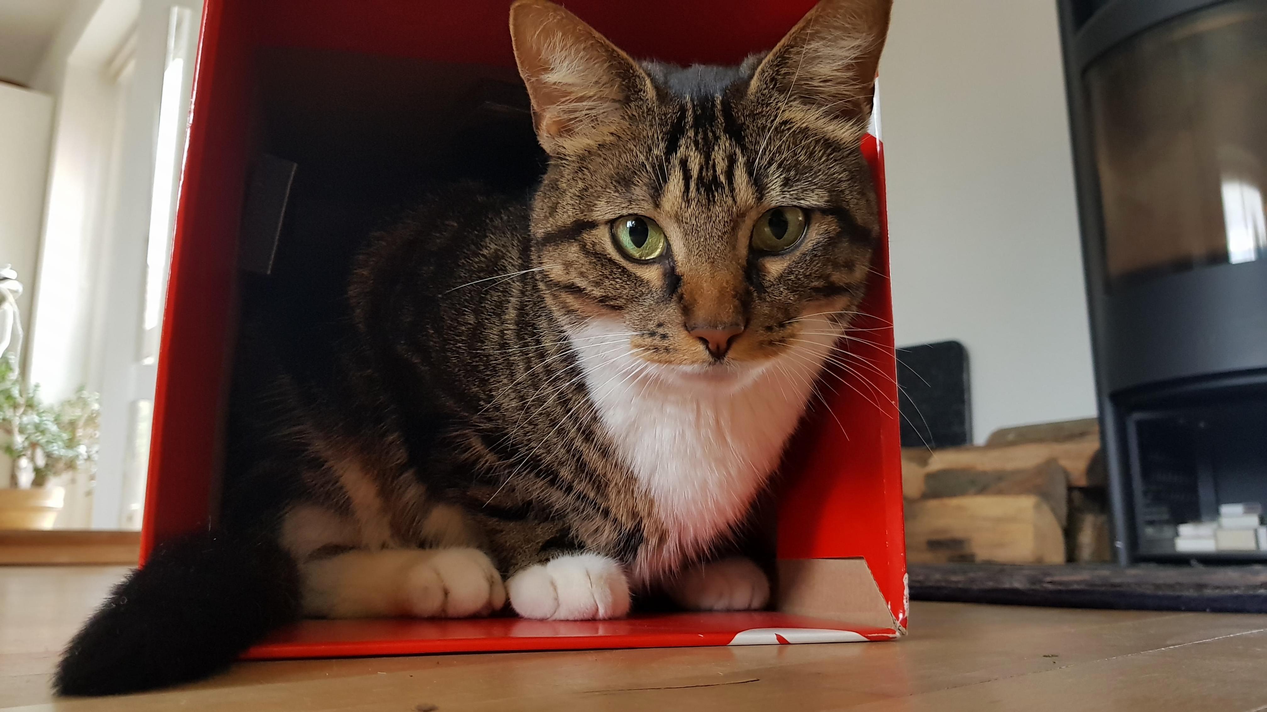 My Cat Found a New Box Today