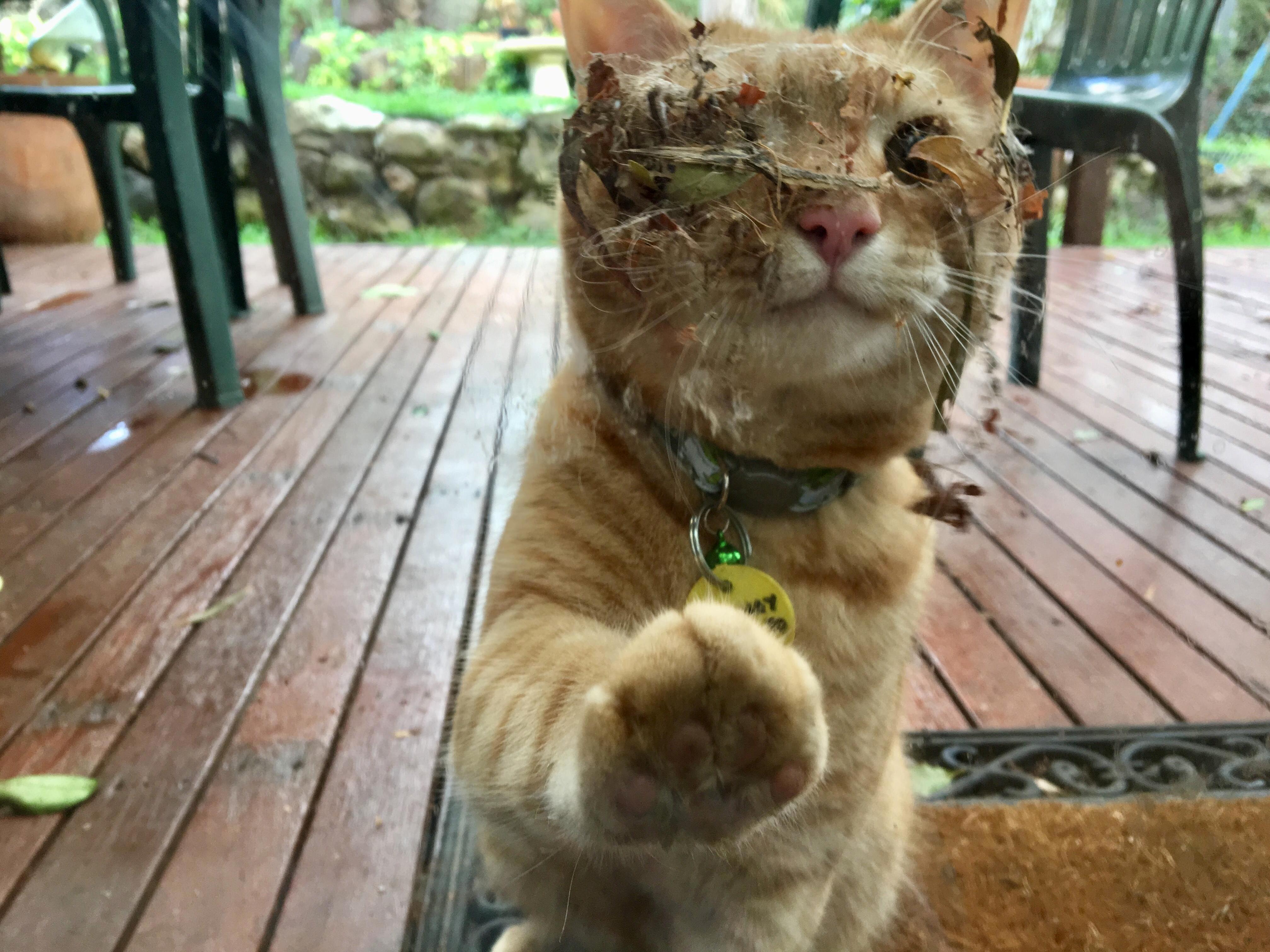 My Cat Has Yet to Get the Hang of Exploring the New Garden...