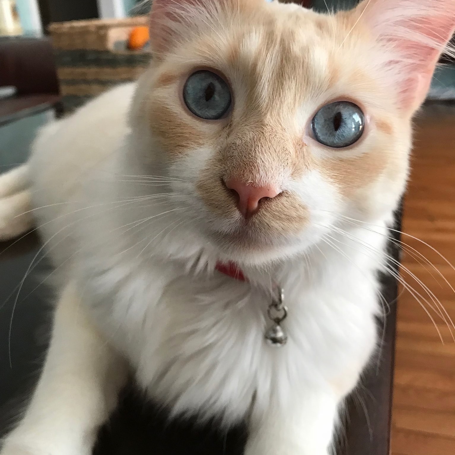 My Cat Kittytaco