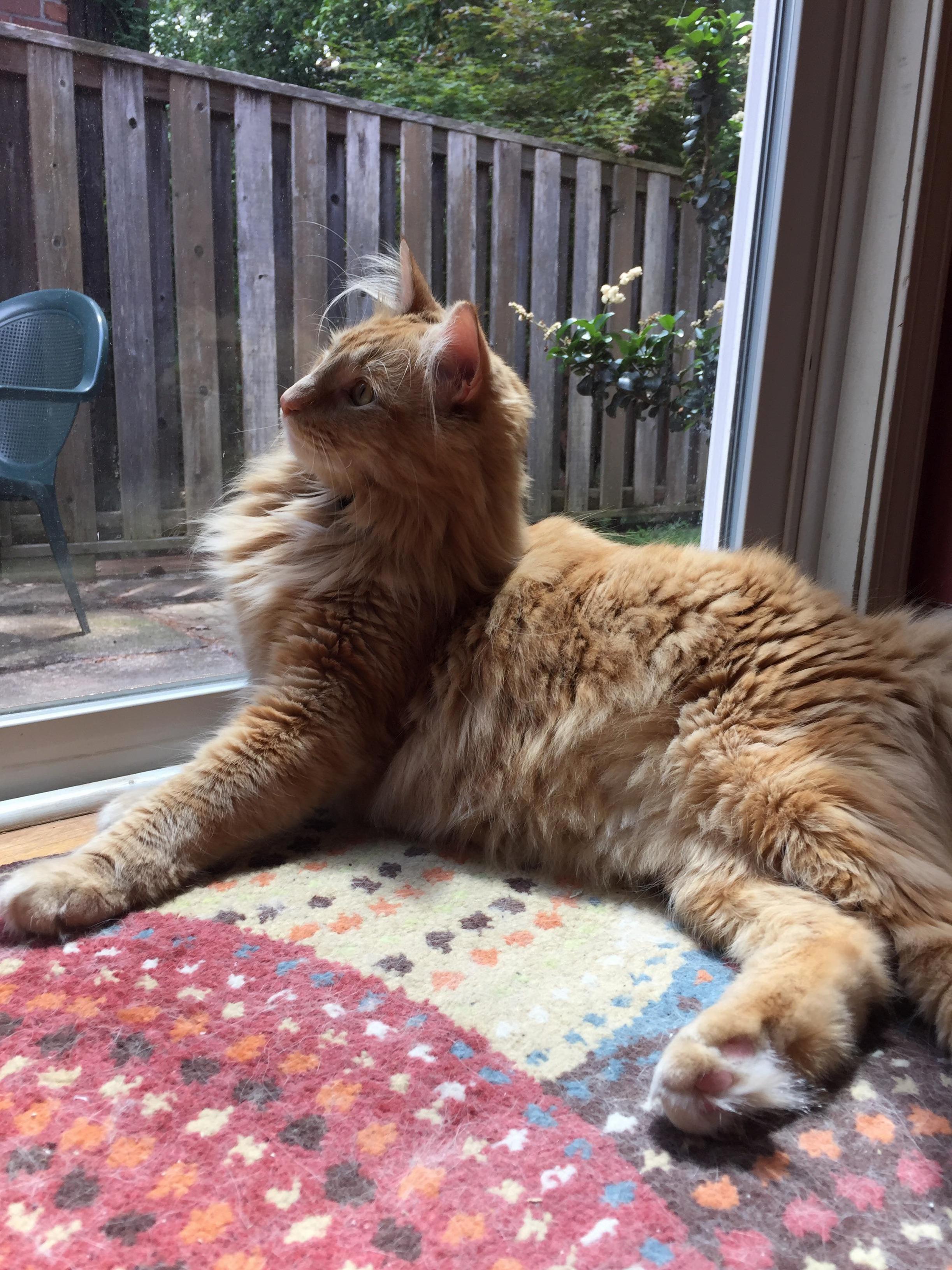My Cat Kush Has a Rare Disease Where Every Time I Look at Him, He Gets a Little Cuter!