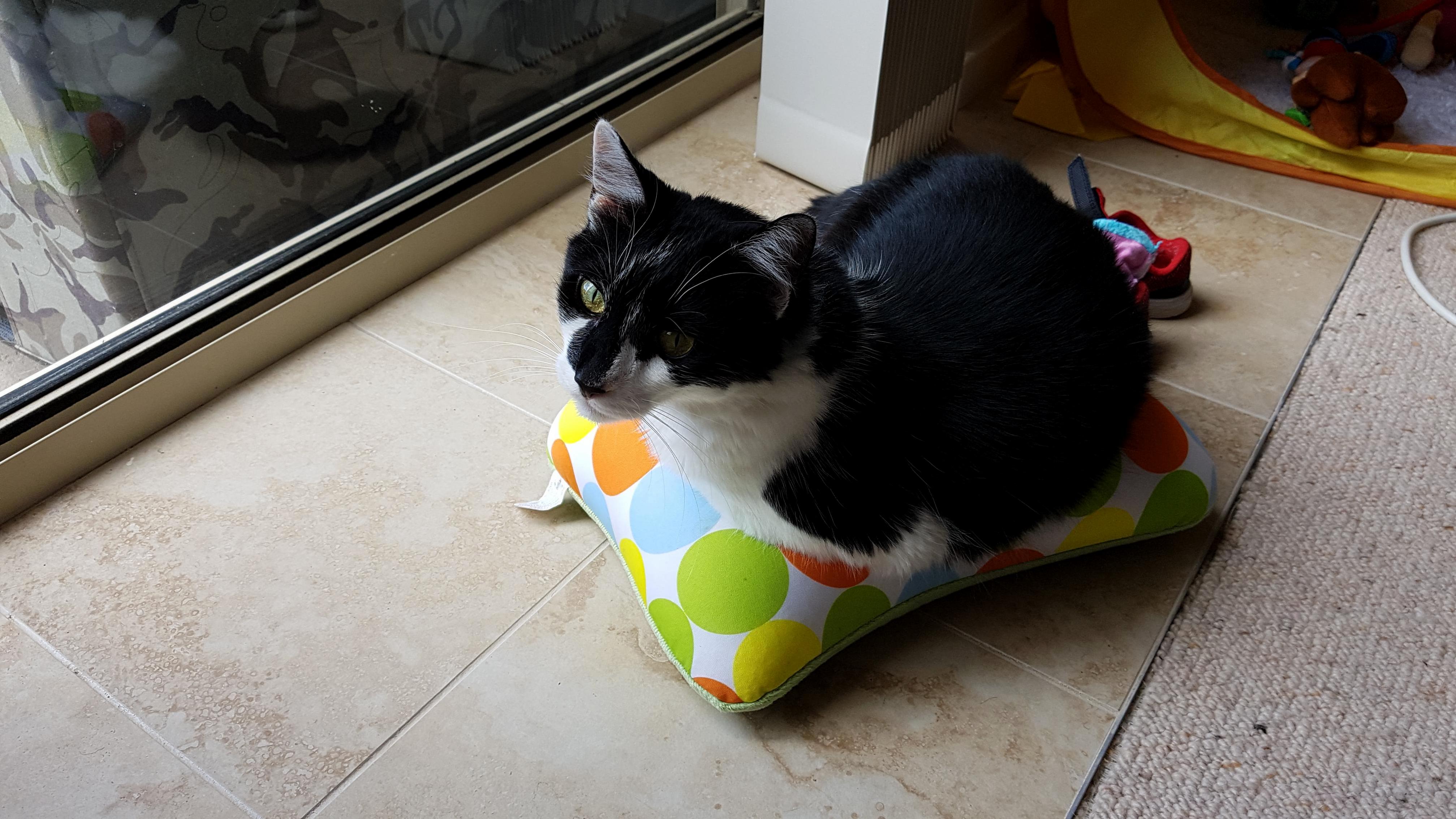 My Cat Likes Sitting on My Bean Pillow