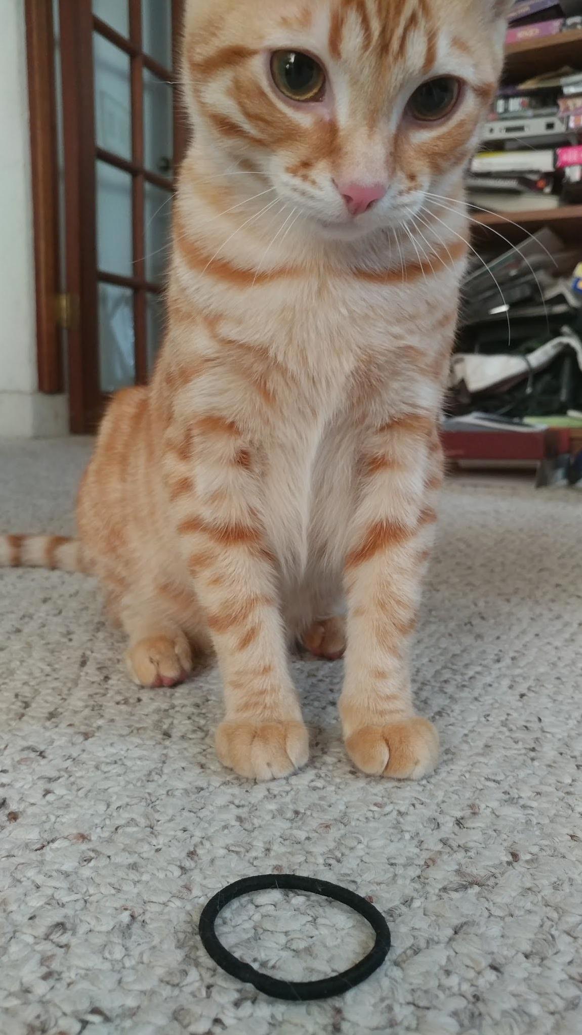 My Cat Likes to Play Fetch with My Wifes Hair Ties