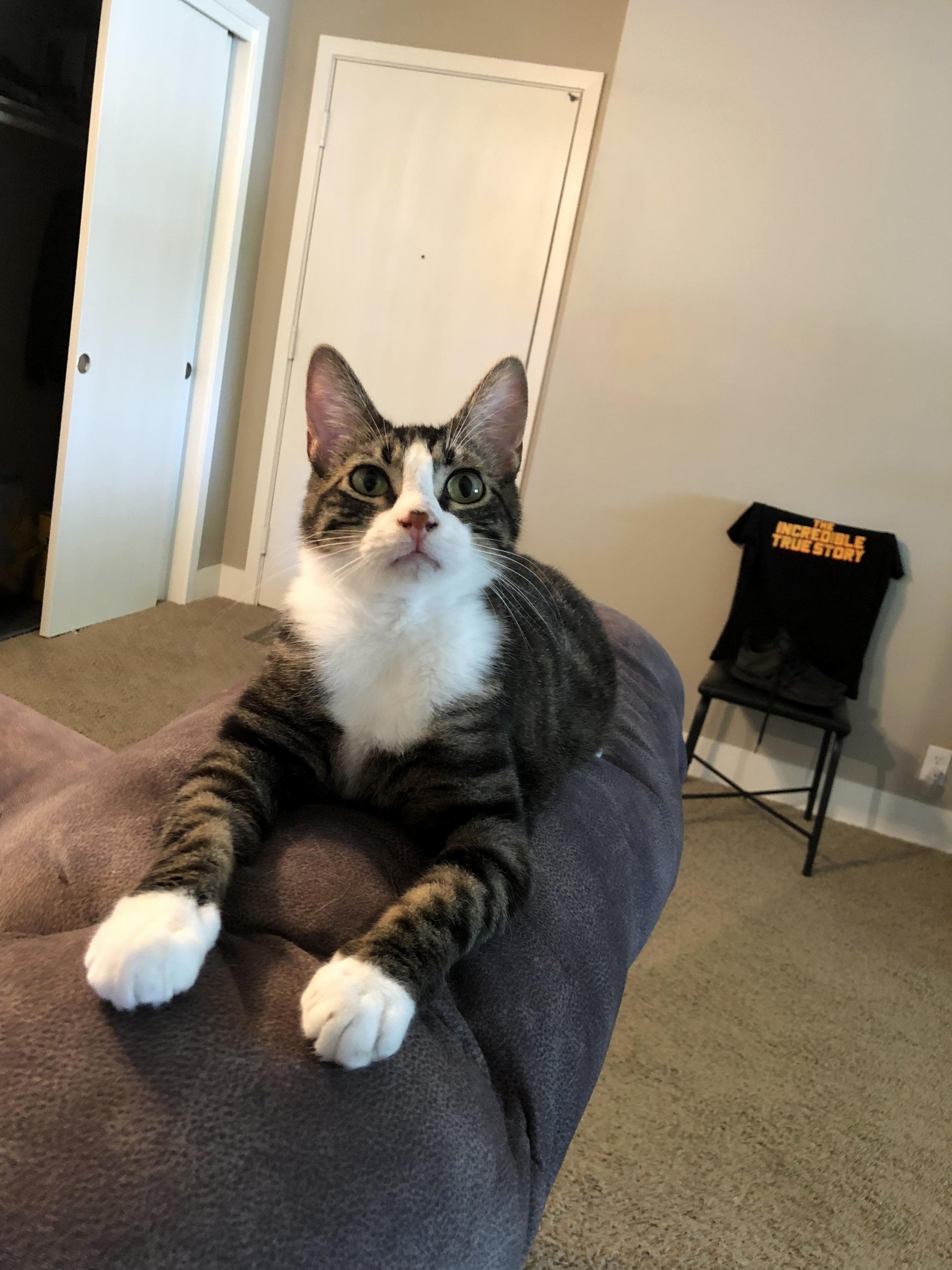 My Cat Likes to Sit Like an Egyptian Sphinx All the Time