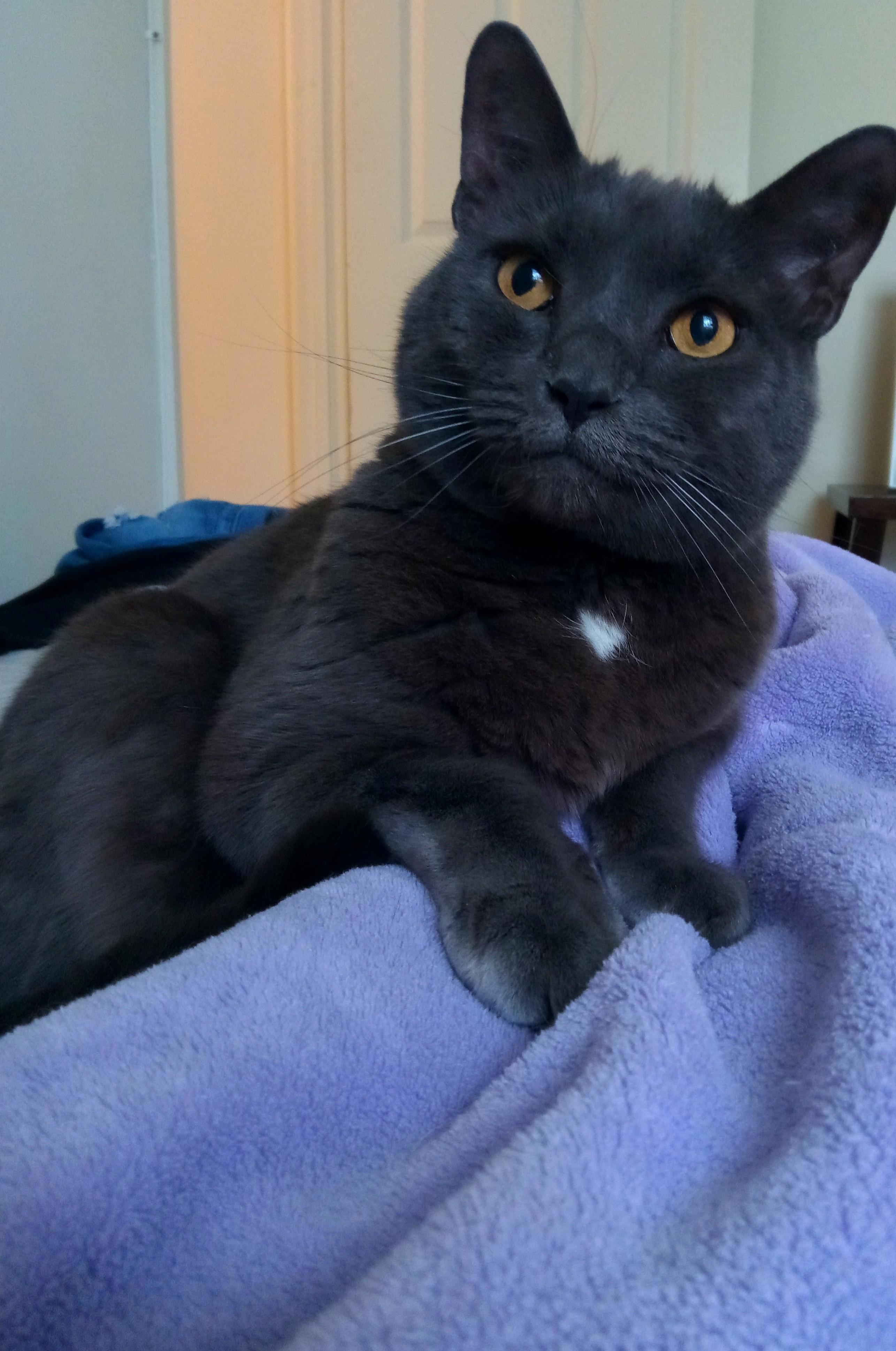 My Cat Looking Like a Presidential Portrait