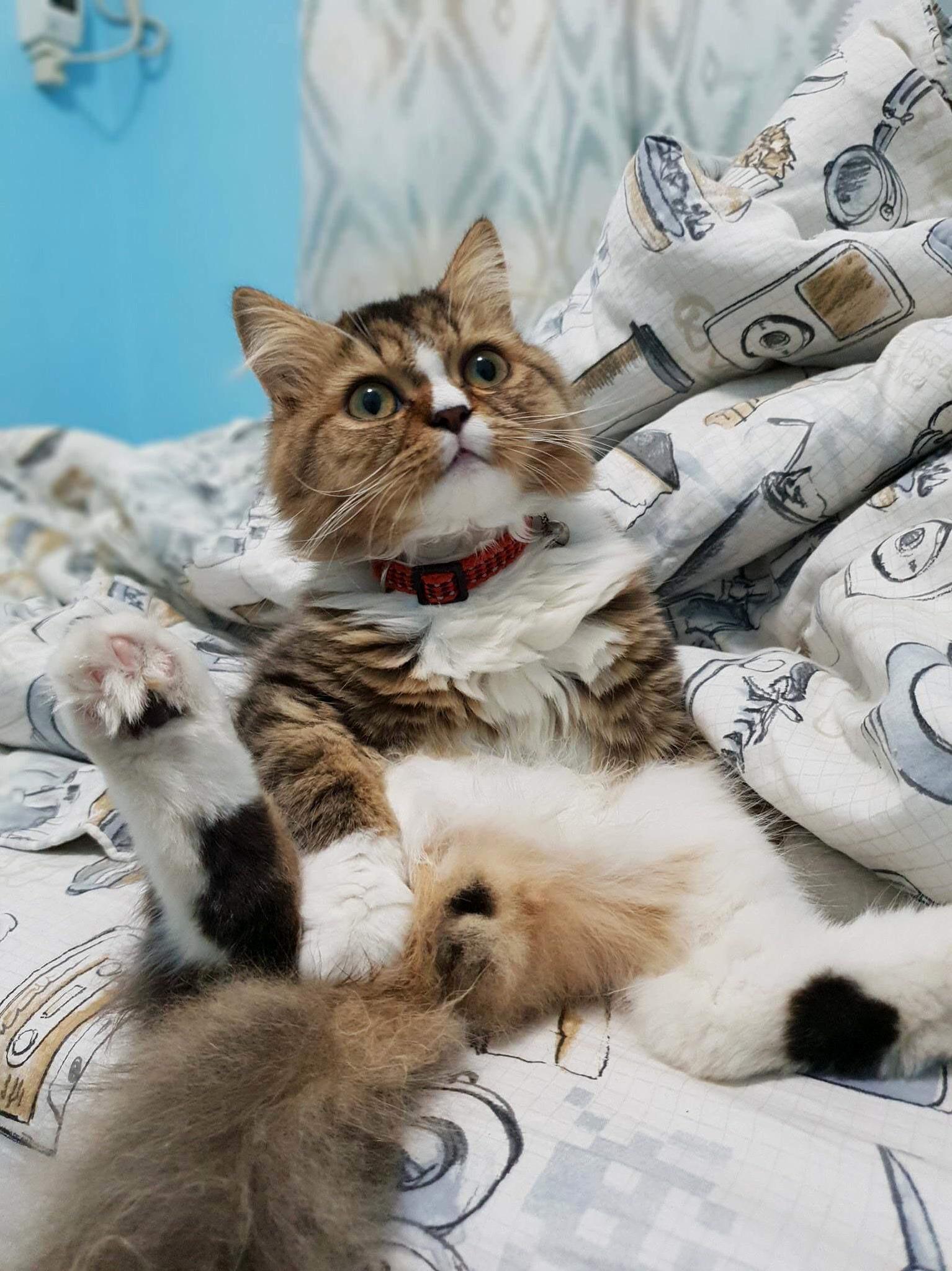 My Cat, Luna Spreading It Wide.