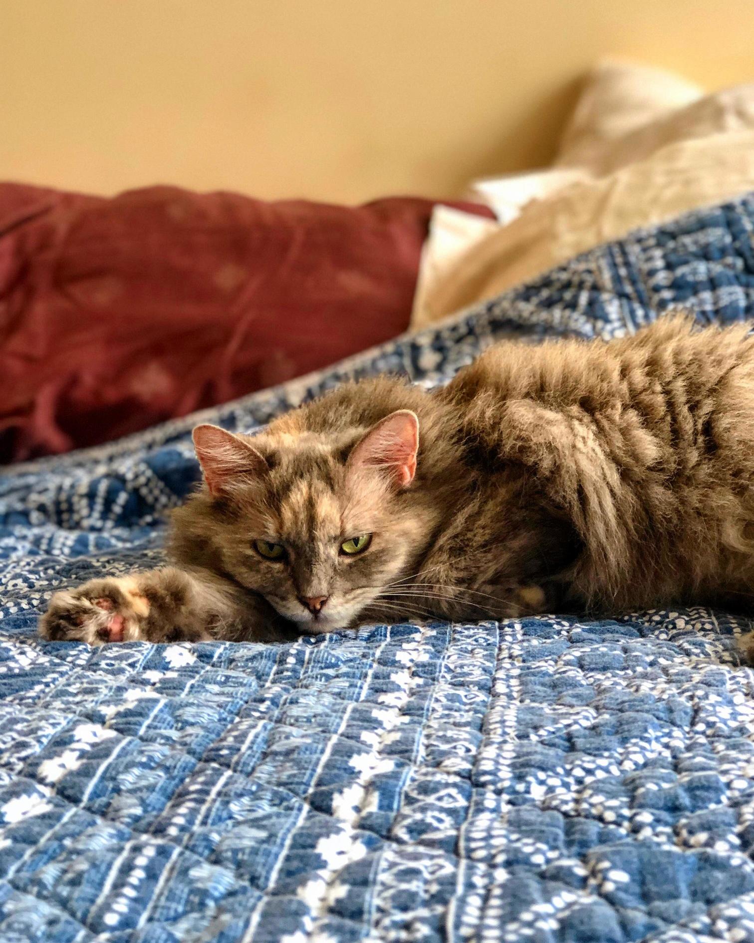 My Cat Really Wears Her Heart on Her Sleeve.