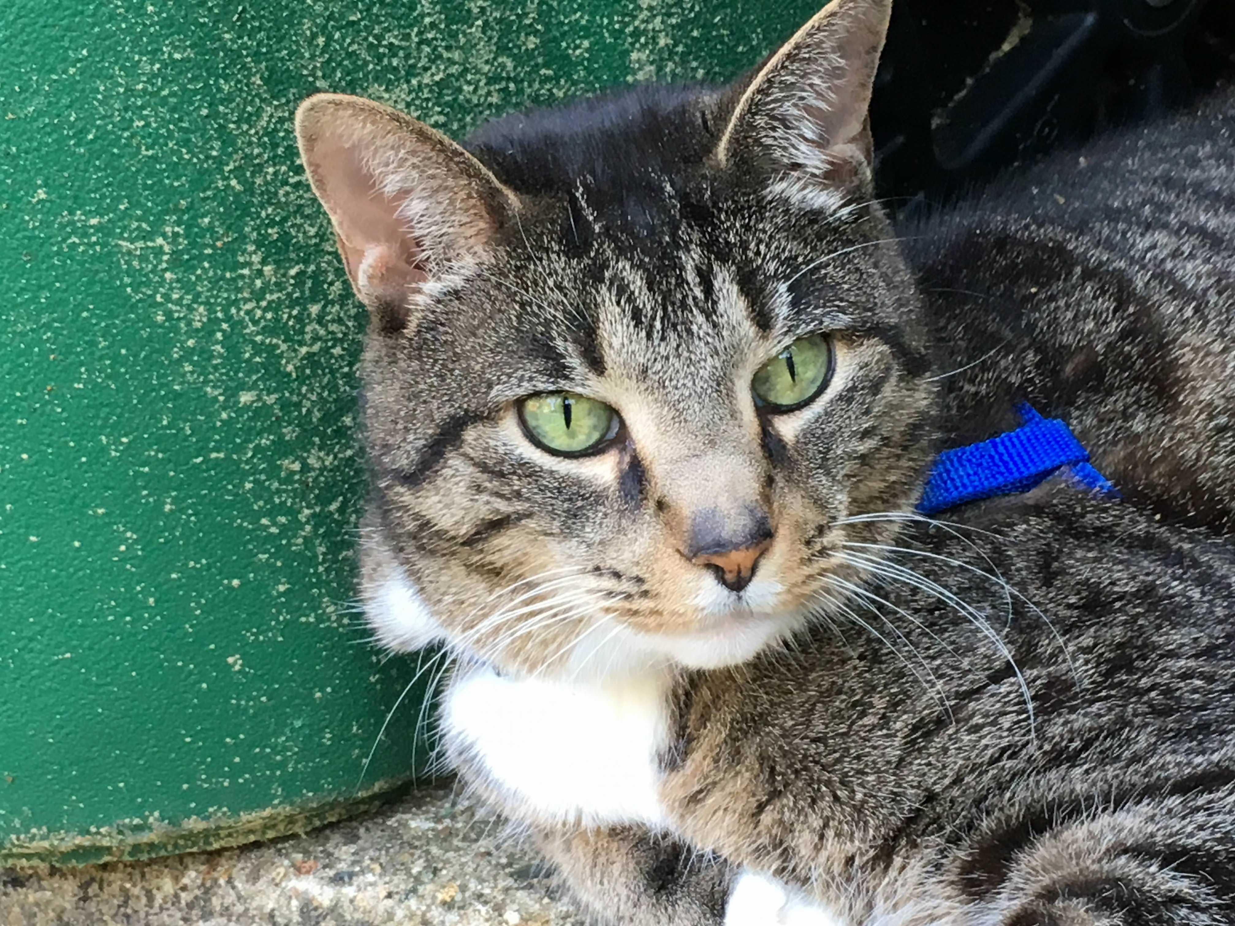 My Cat Resting After a Walk