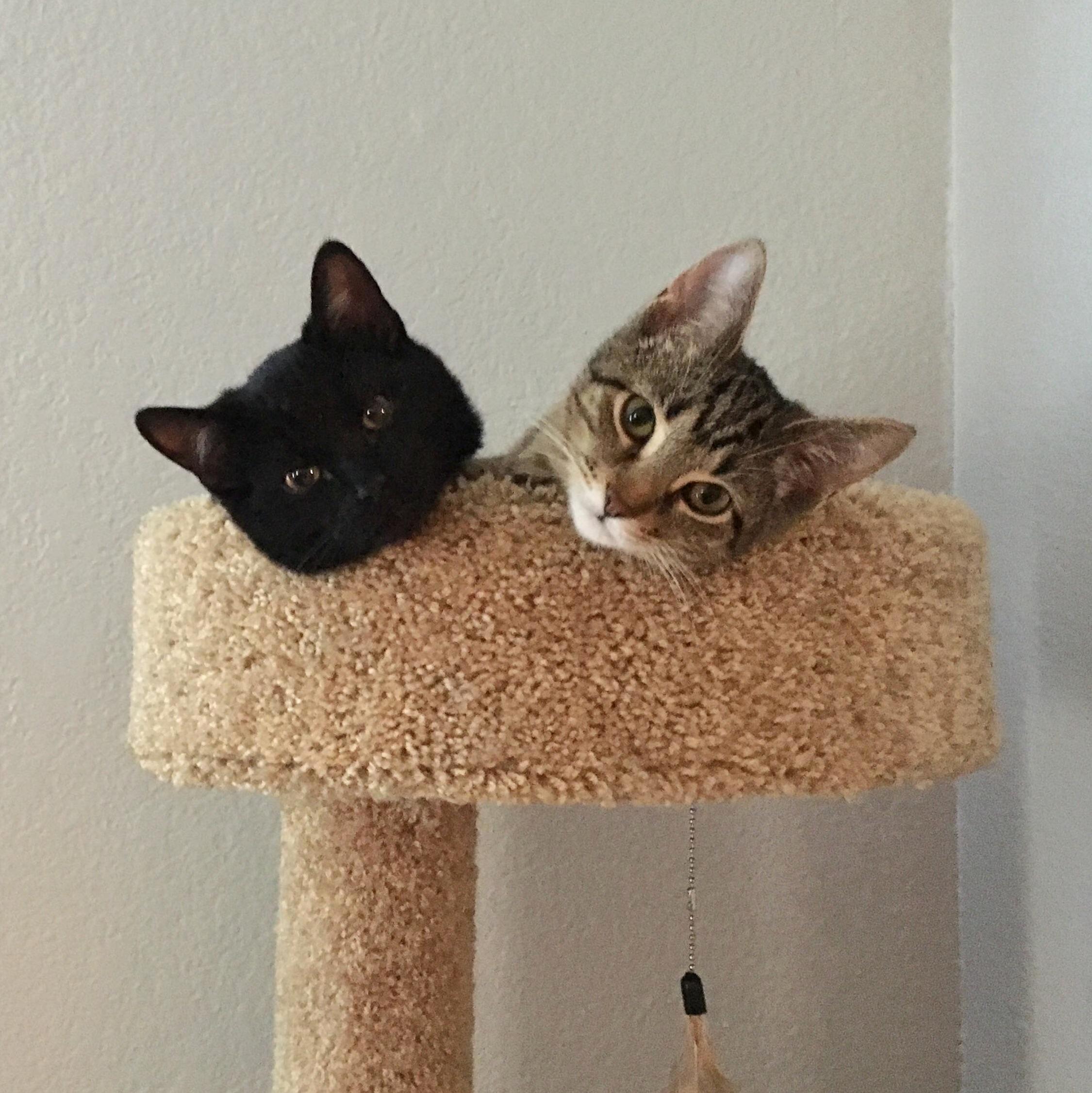 My Cathead Biscuits Sittin in a Tree, S-n-u-g-g-l-..ing