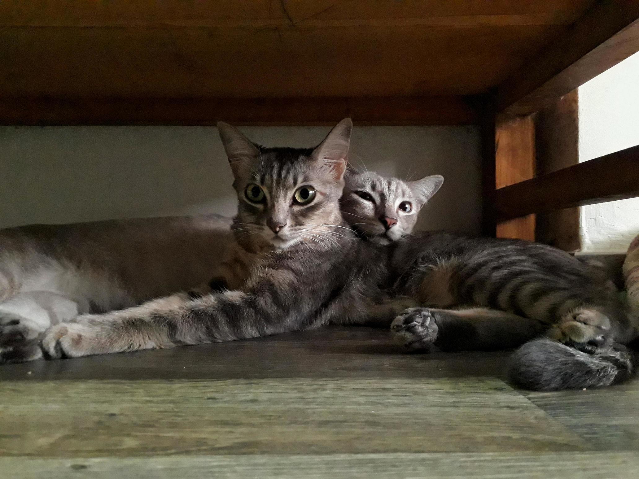 My Cats Are More Photogenic Than Me