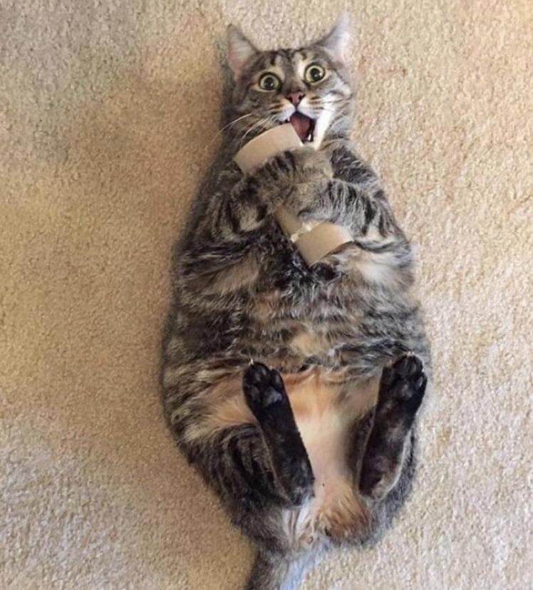 My Cats Favorite Toy Is a Toilet Paper Sleeve. and What About Your Cat