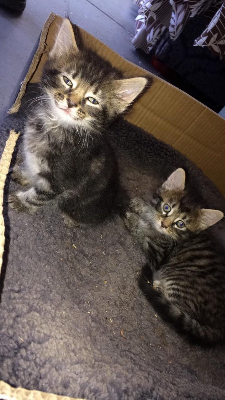 My Cousins Kittens! 3