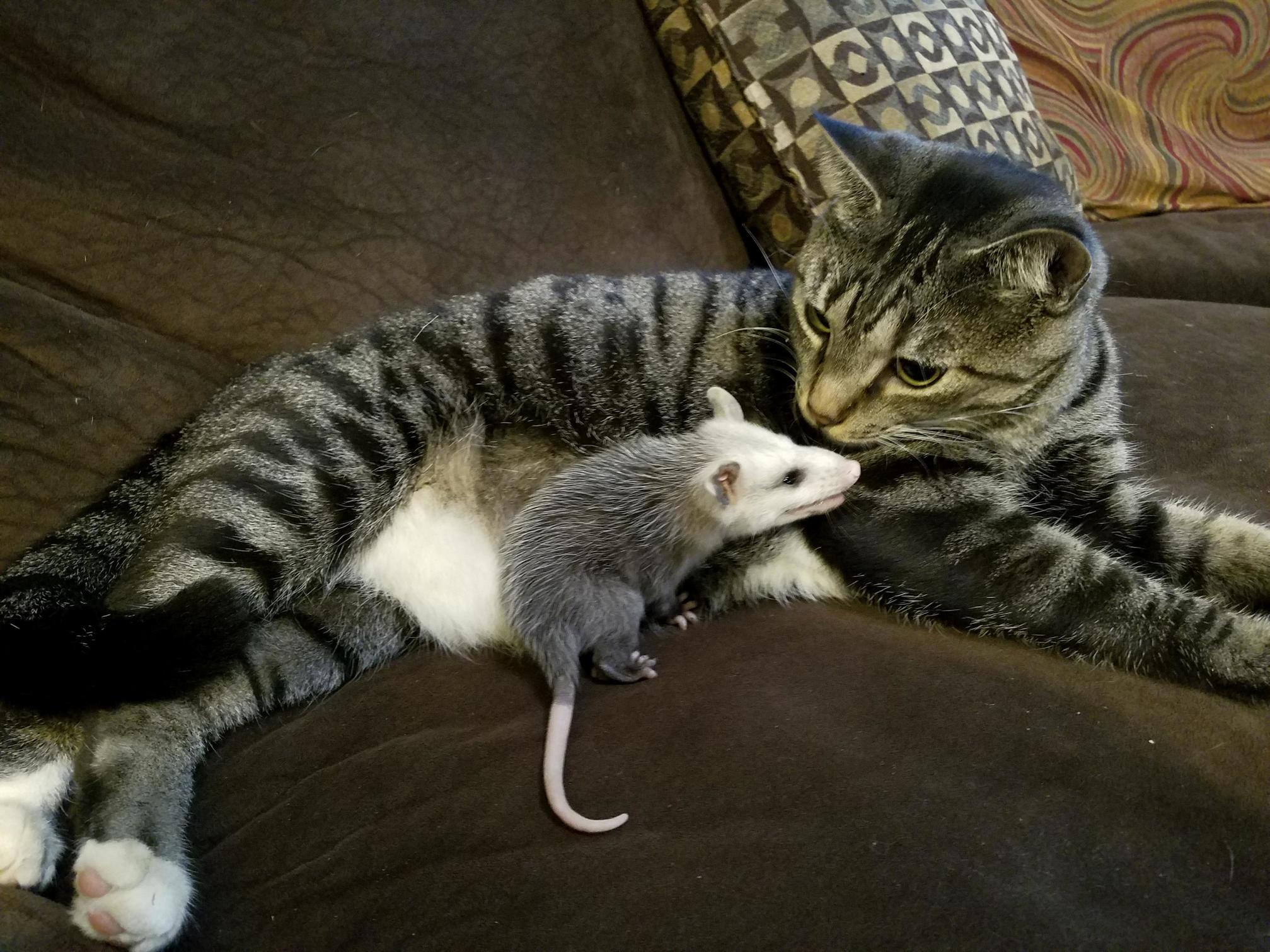 My Dads Cat Found Two Baby Opossums This Morning and Is Acting Like They Are Her Kittens