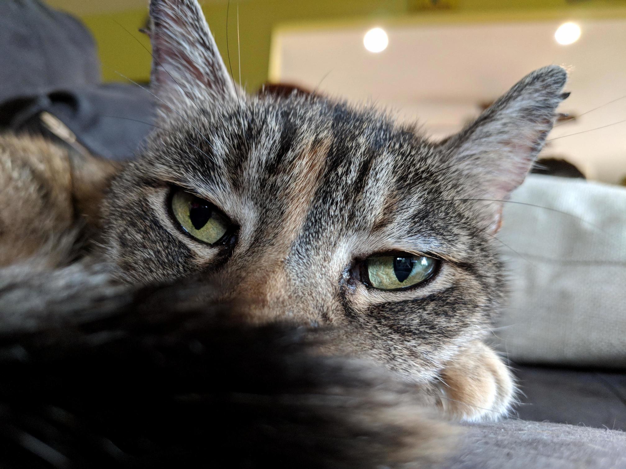 My Dixie. Shes 16 and Planning My Demise.