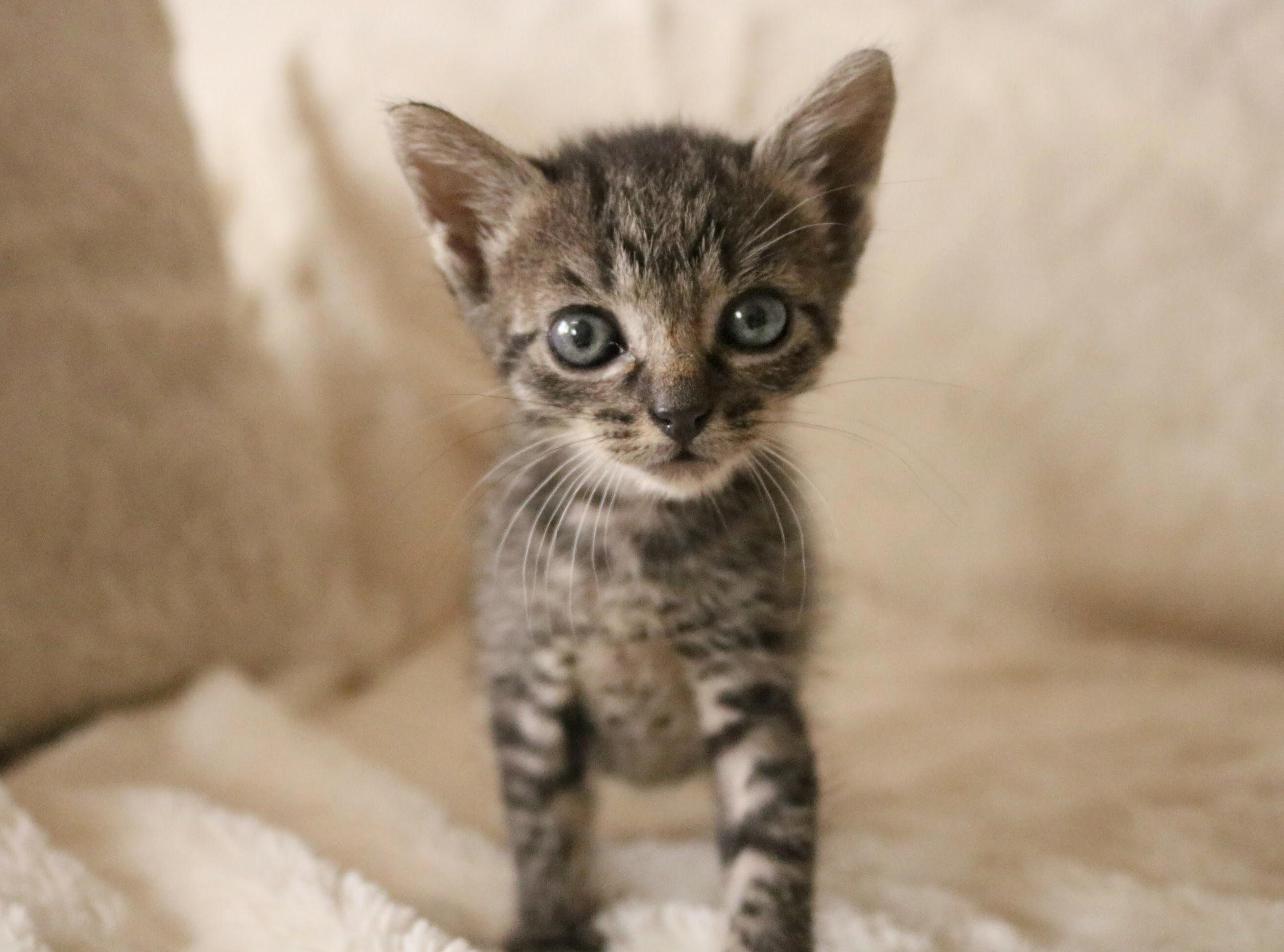My Foster Kitten, Olive