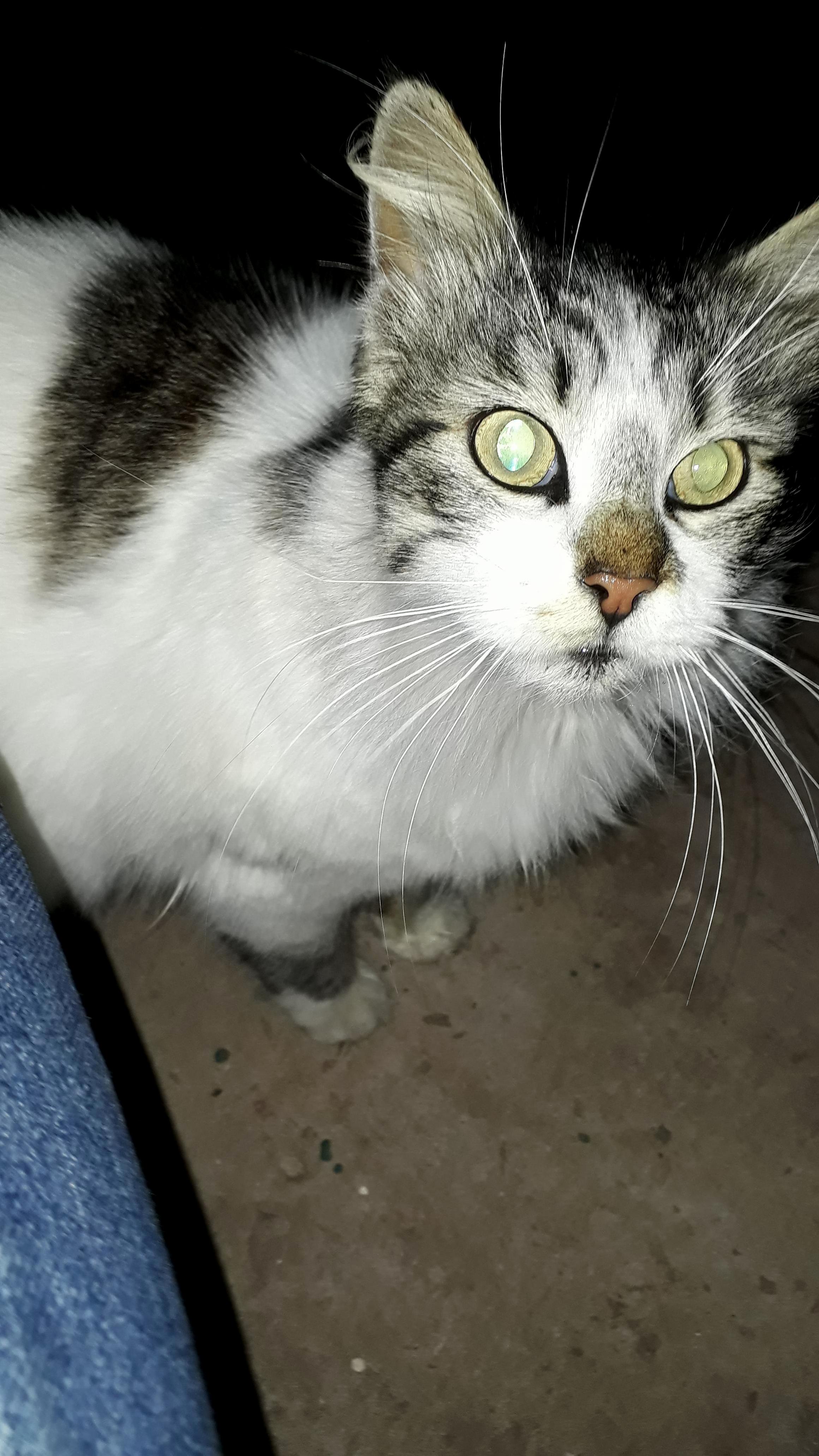 My Friend in the Dorm, Shes Always Purring When She Feels Cozy