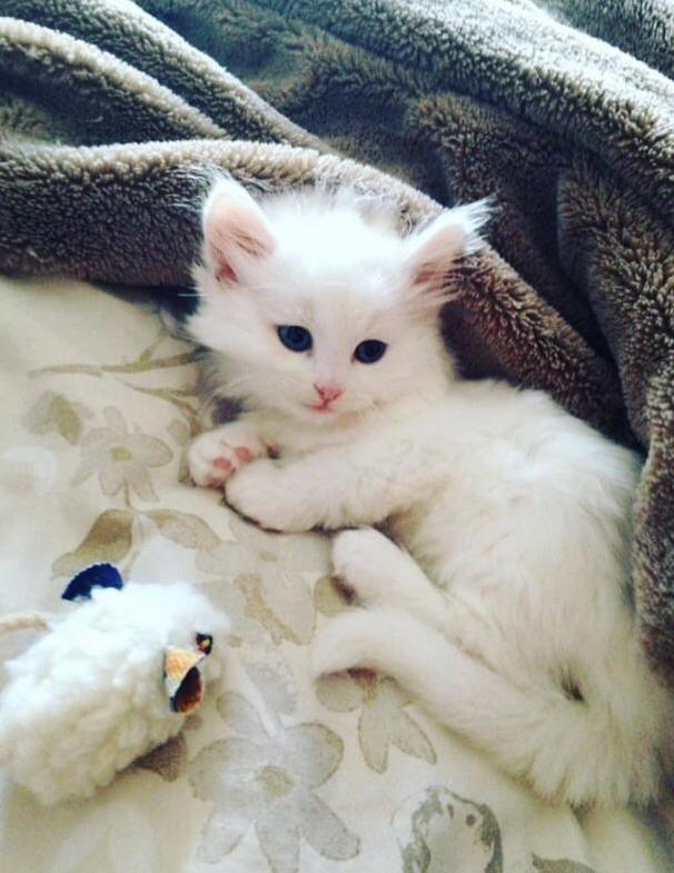 My Girlfriends Kitten Is Something Else...