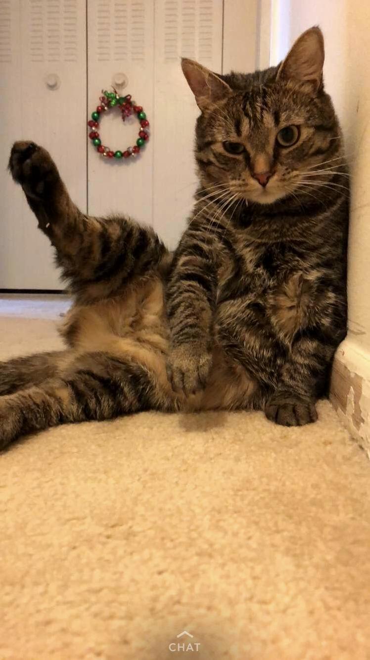 My Girlfriends Weirdo Cat, Simba