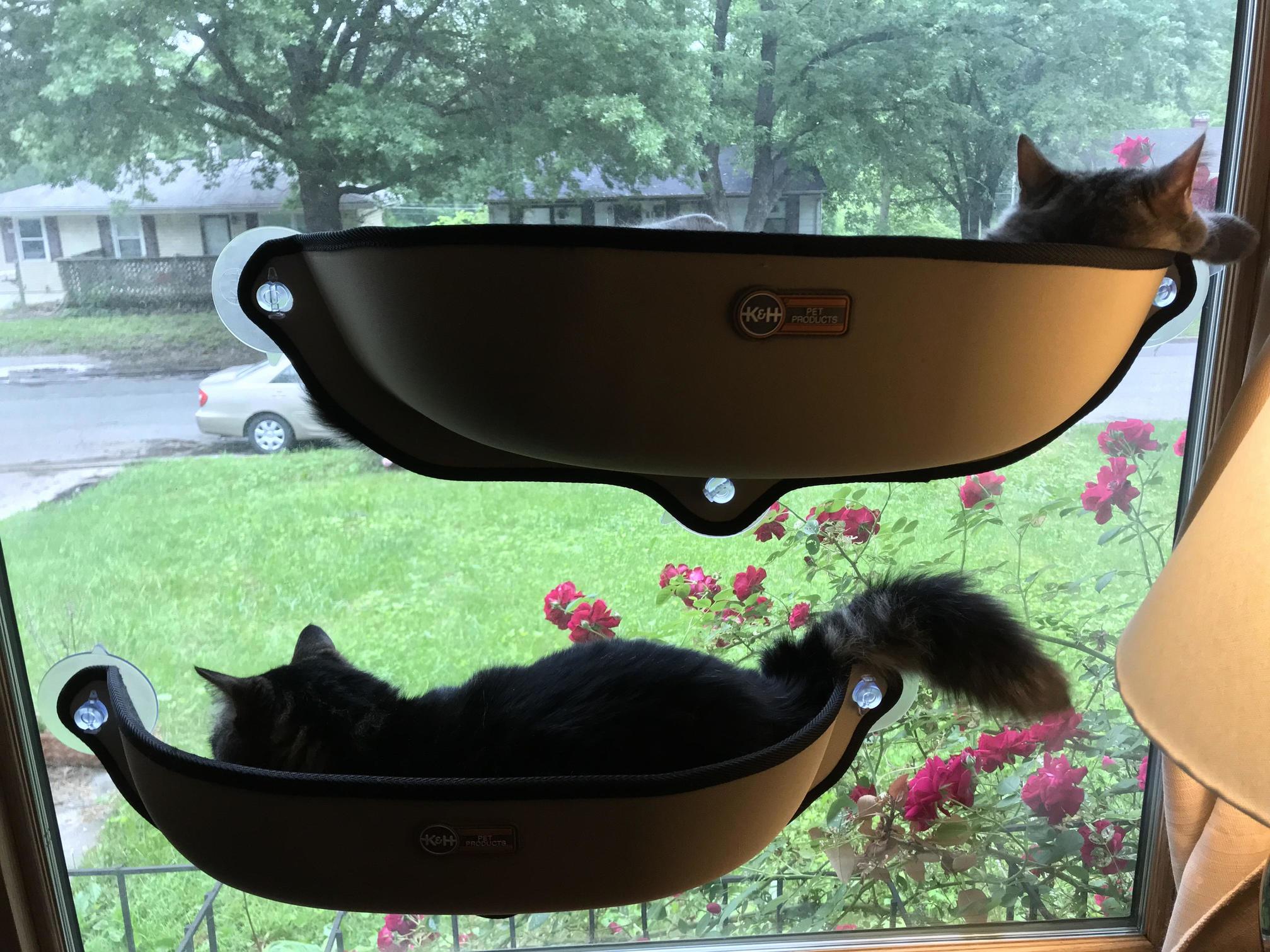 My Girls Doing What They Do Best Laying in Their Beds and Staring Out the Window.