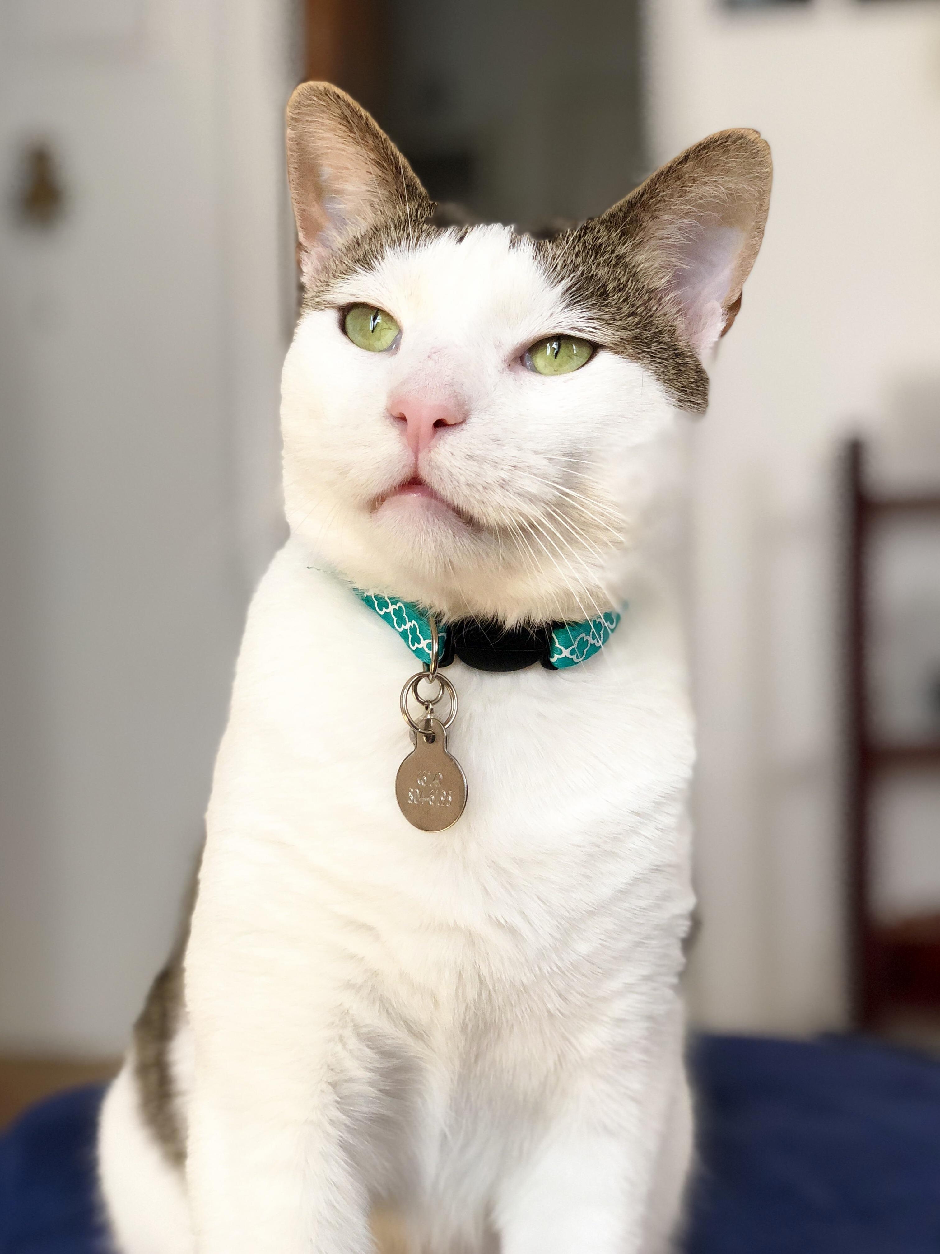 My Handsome Boy Benny. 90% Mush, 10% Feral Street Cat.