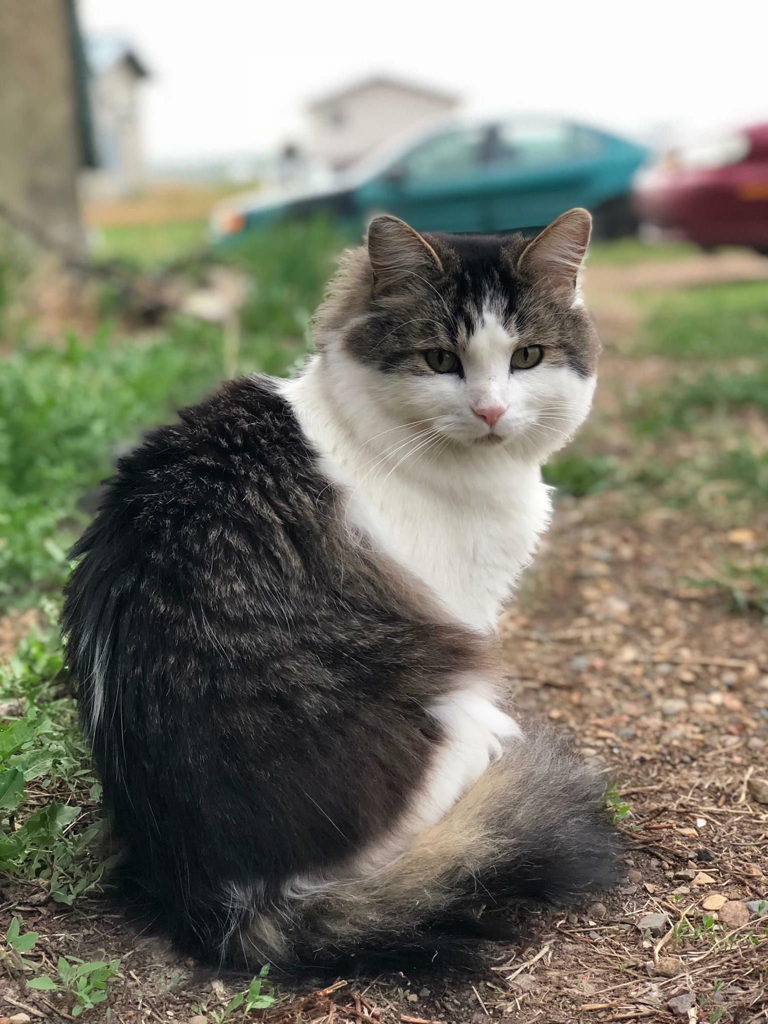 My Handsome Cat Giuseppe