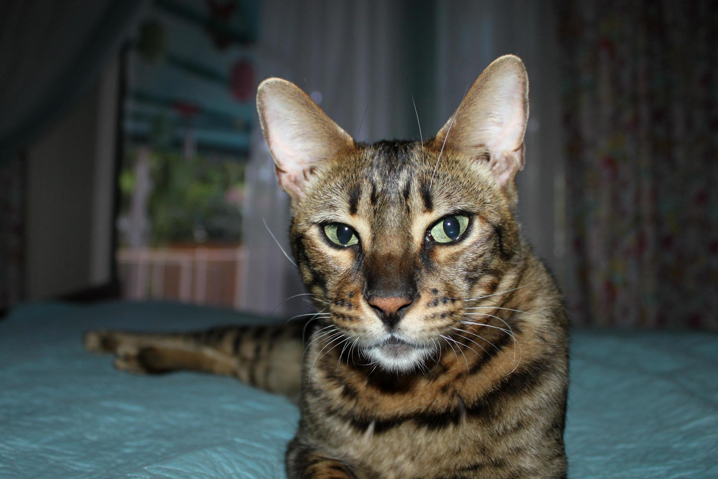 My Handsome Man Nikolaj... Lost Him in My Divorce Last Year and I Have Not Seen Him Since. I Miss Him Every Day.