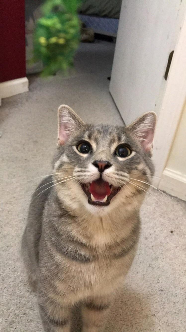 My Happy Little Cat ) He Never Lets Me Take Pictures of Him.