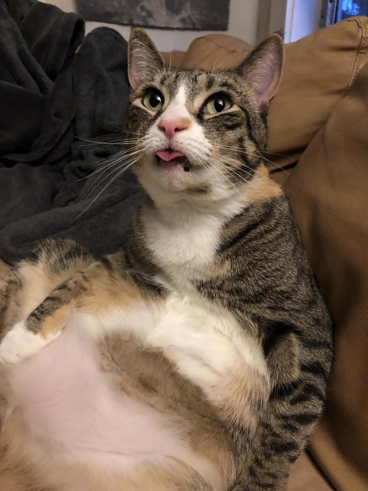 My Killington Doing Some Cute Blepping