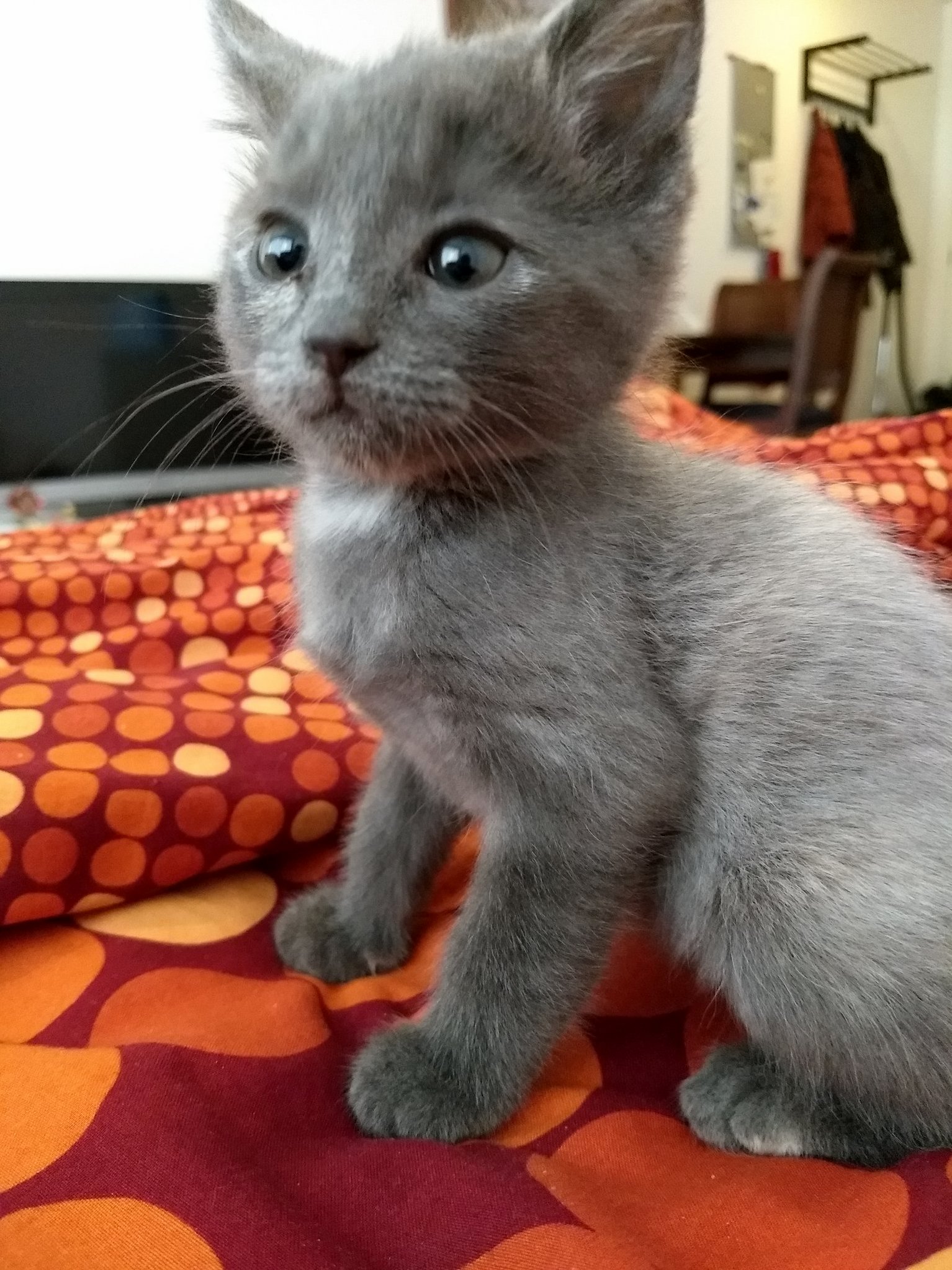 My Kitten, Bowie