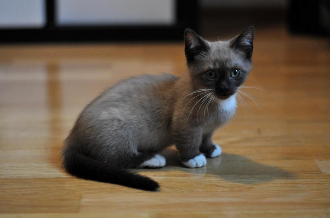 My Kitty Is Staring at Me ;)