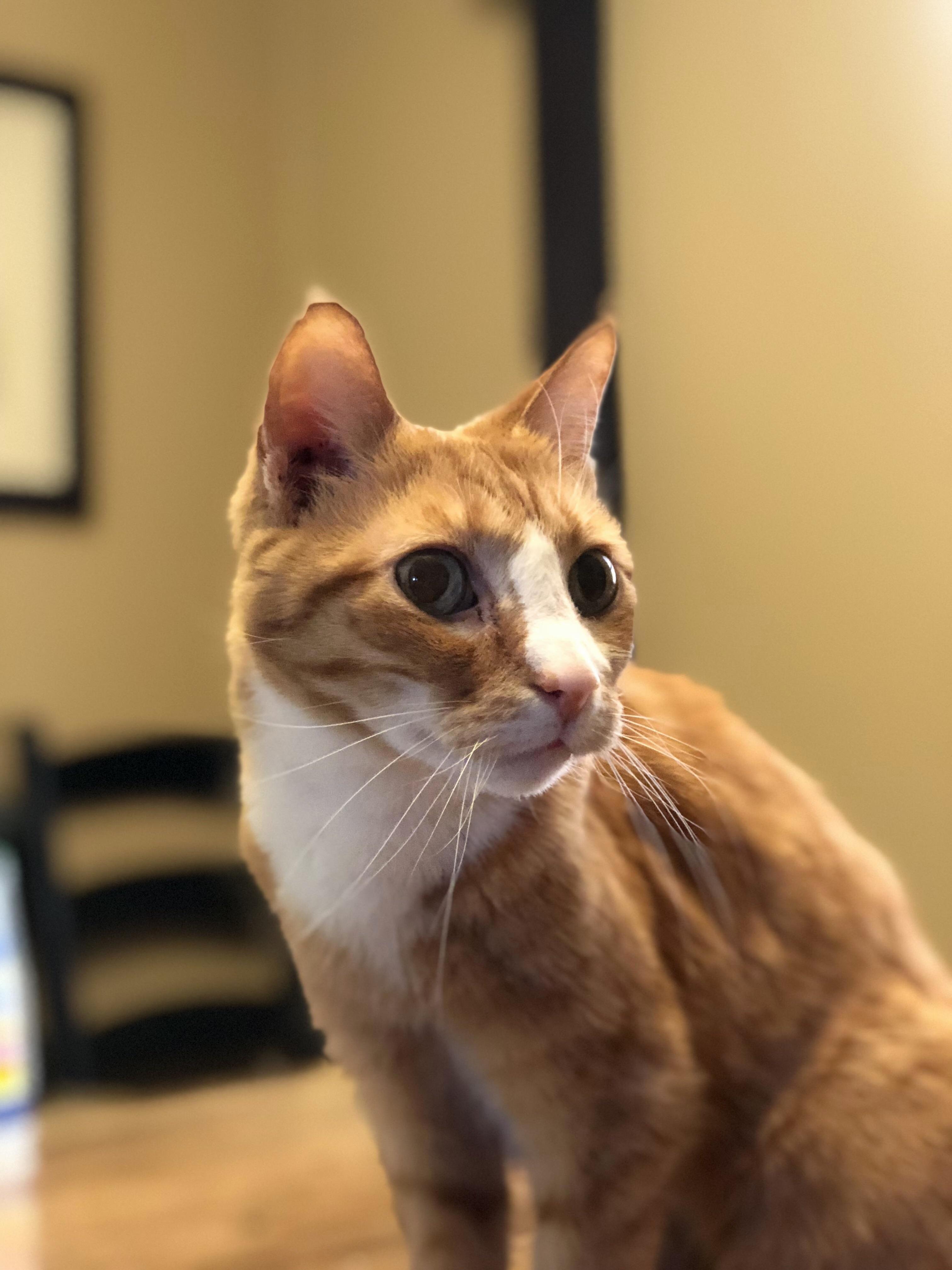 My Little Cat Named Sammy. He Just Turned 17!