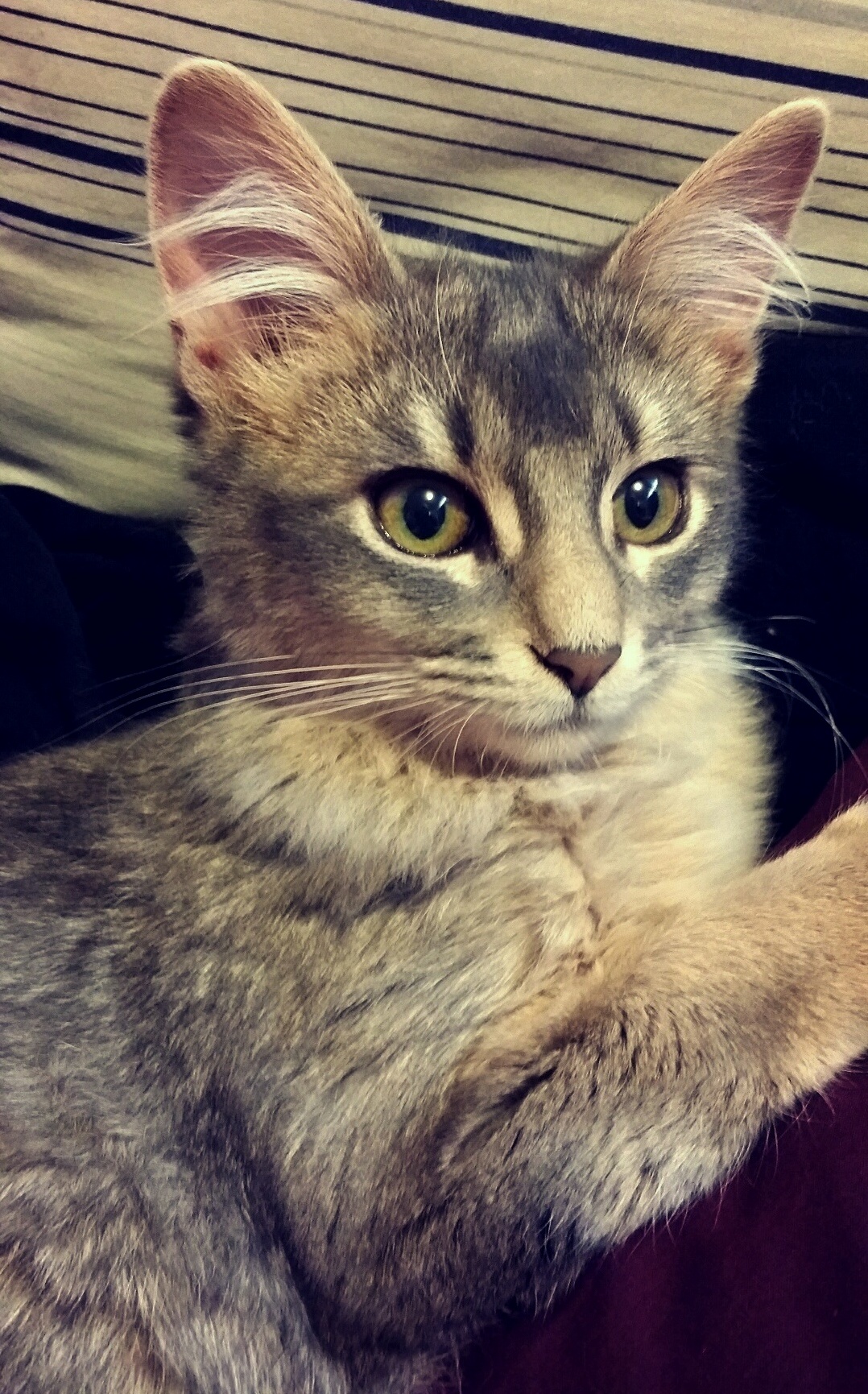 My Little Man.
