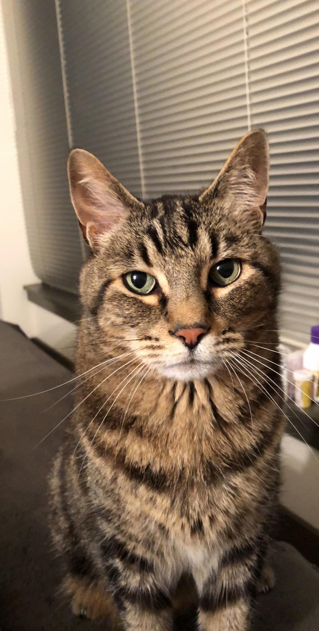 My Main Man Bruiser Has the Most Expressive Face Ever.