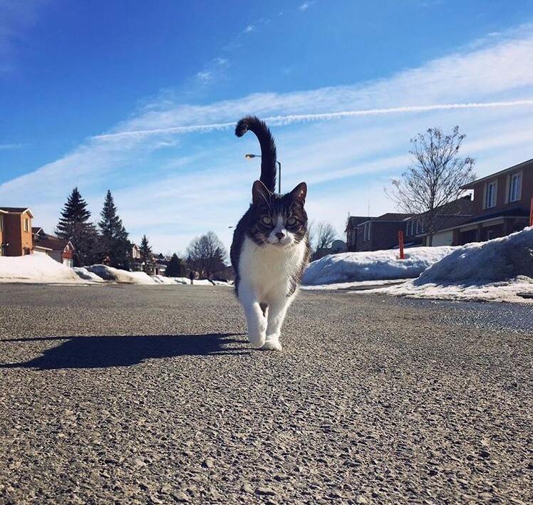 My Majestic Cat Charlie