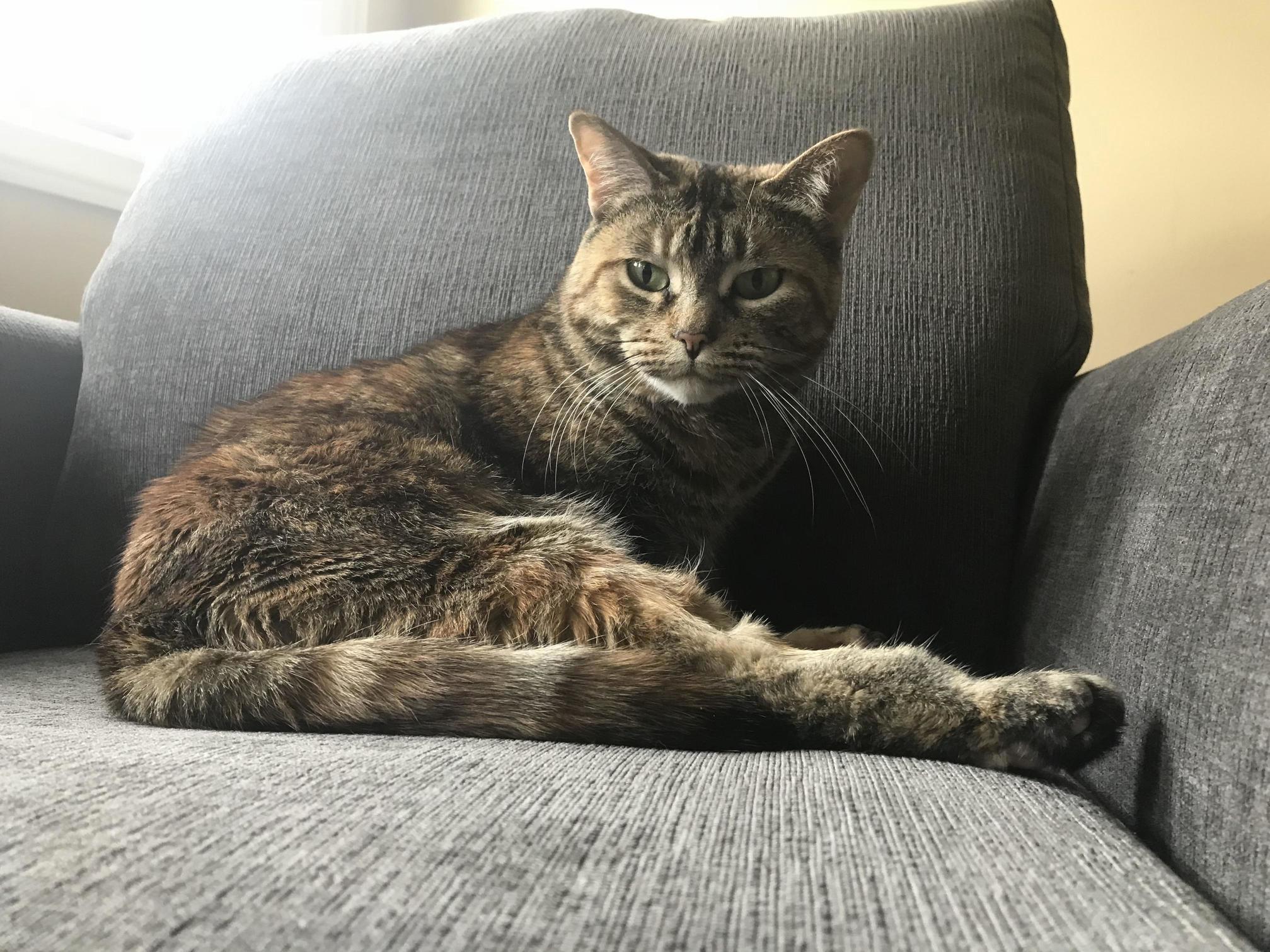 My Moms Cat Lola Lazing About on Her Favourite Chair
