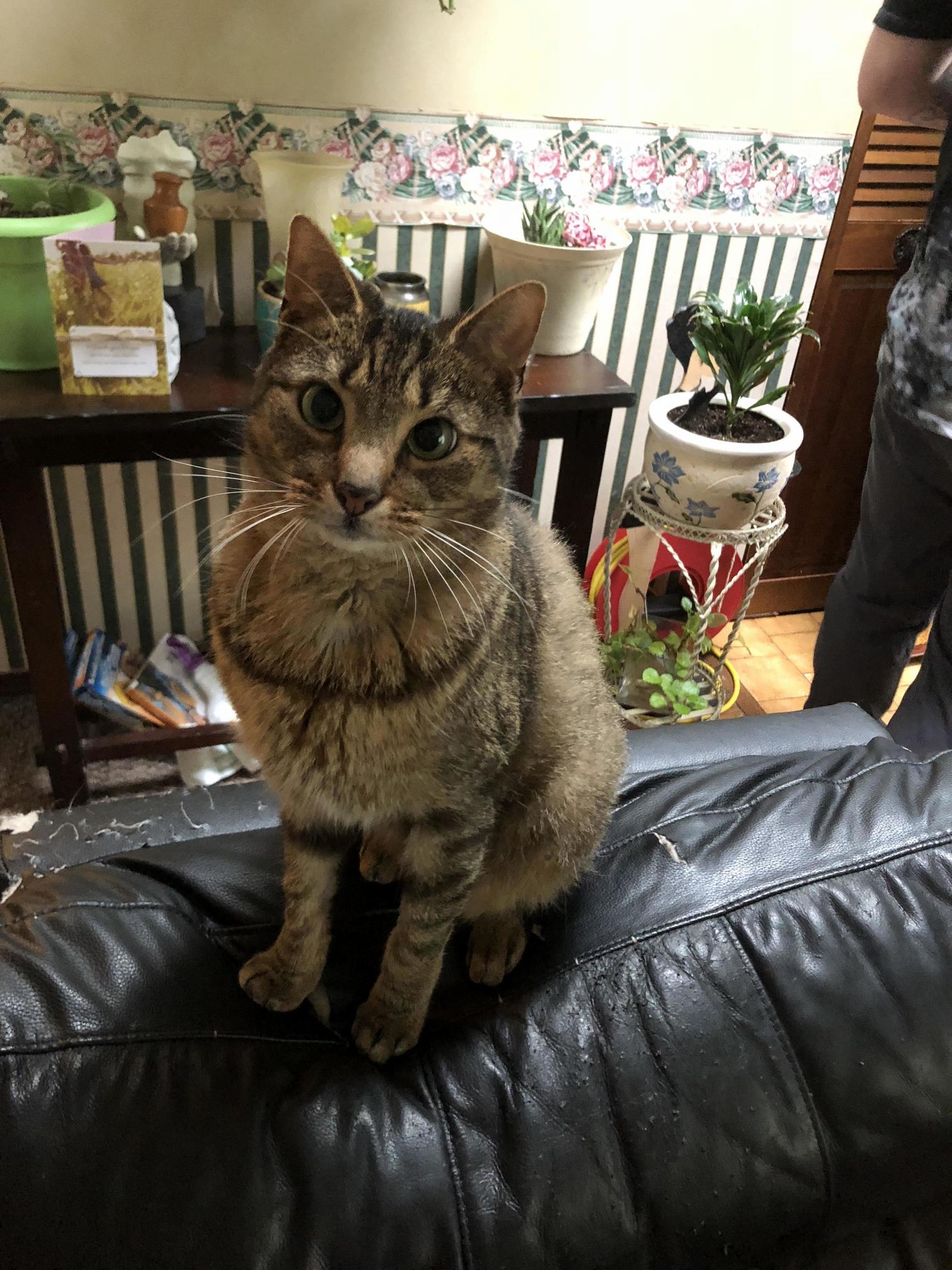 My Moms Mildly Cross-eyed Kitty, Fletcher