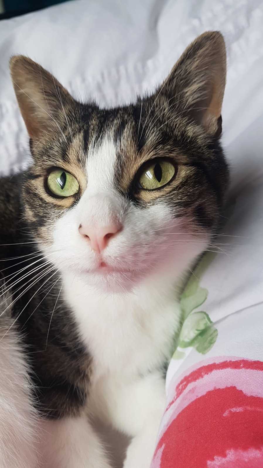 My Mums Cat, Clyde.