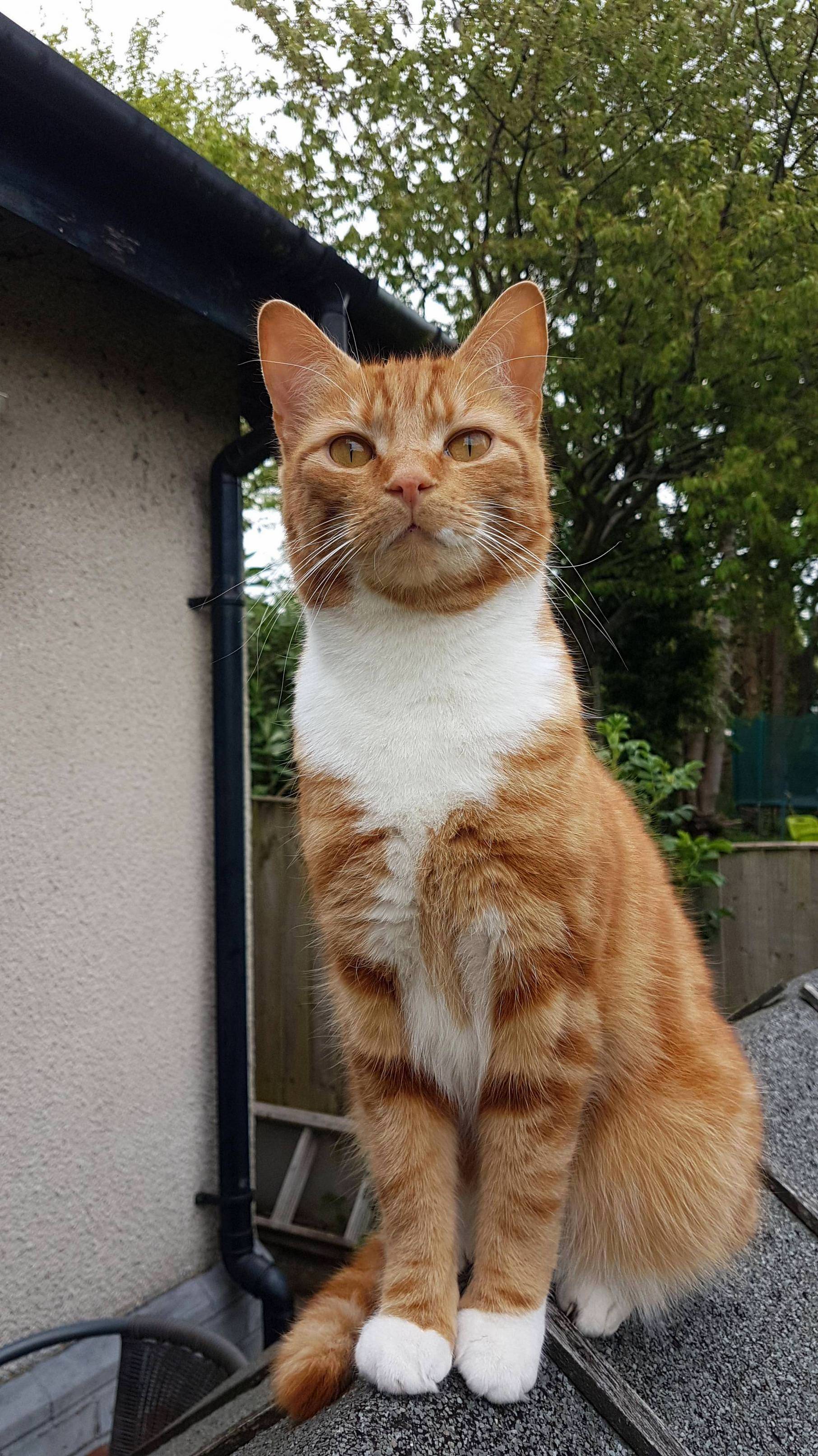 My Mums Extremely Handsome Boy, Dougal