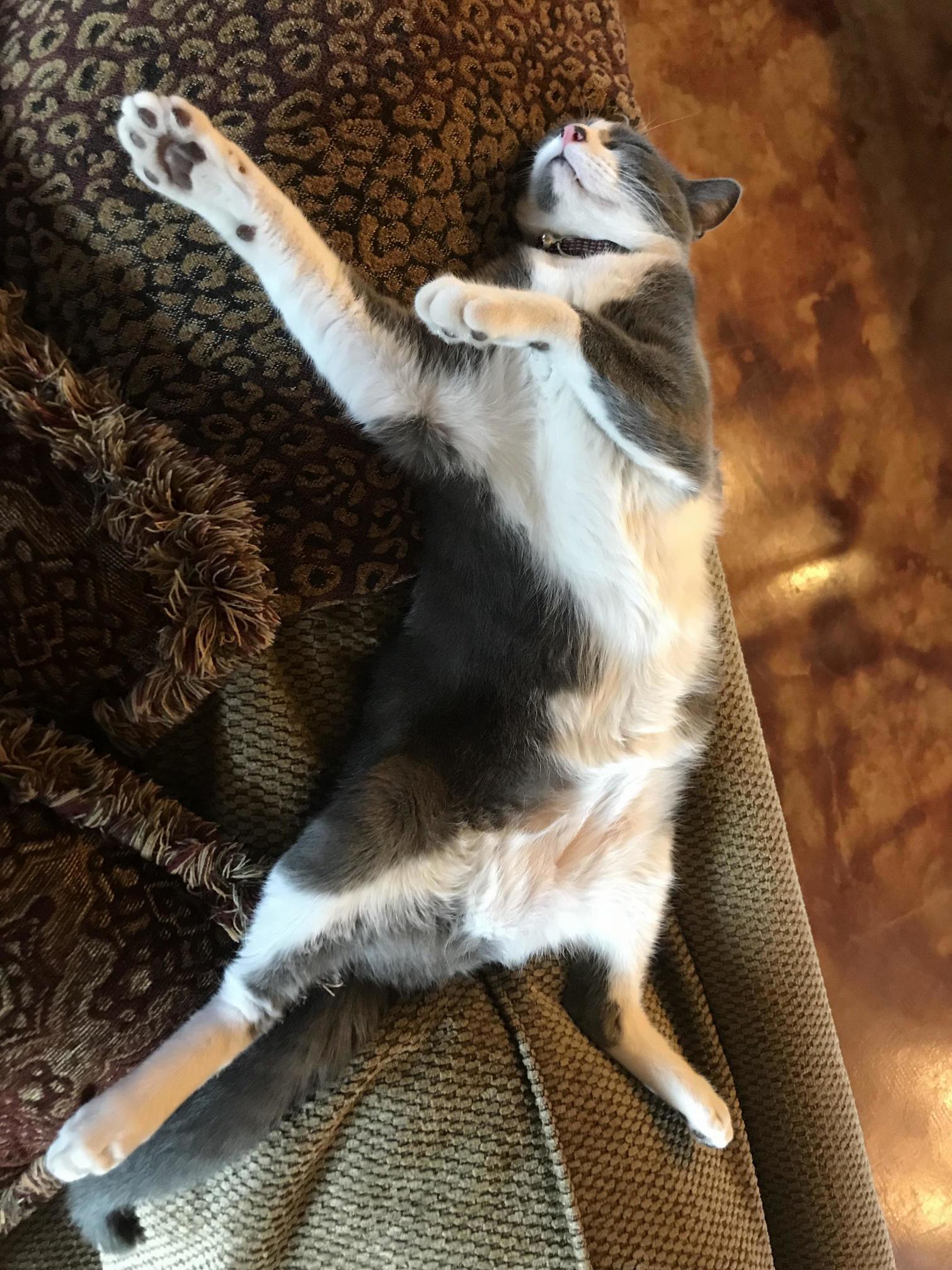 My Naps Are Faaaaaaabulous!